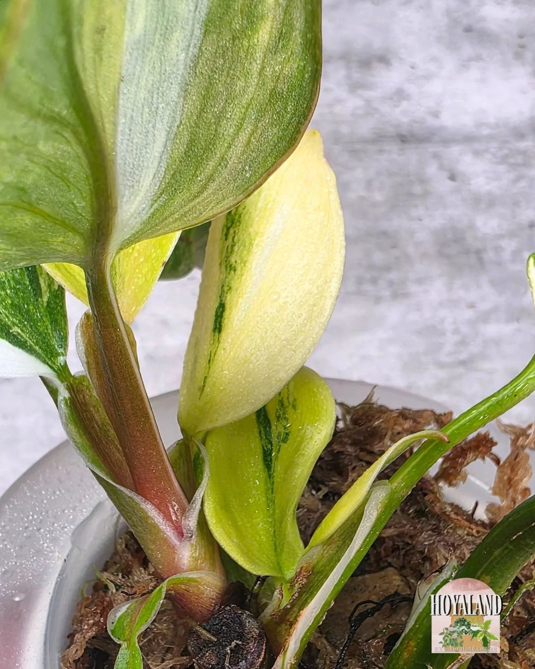 Philodendron White Knight Tricolour.jpg