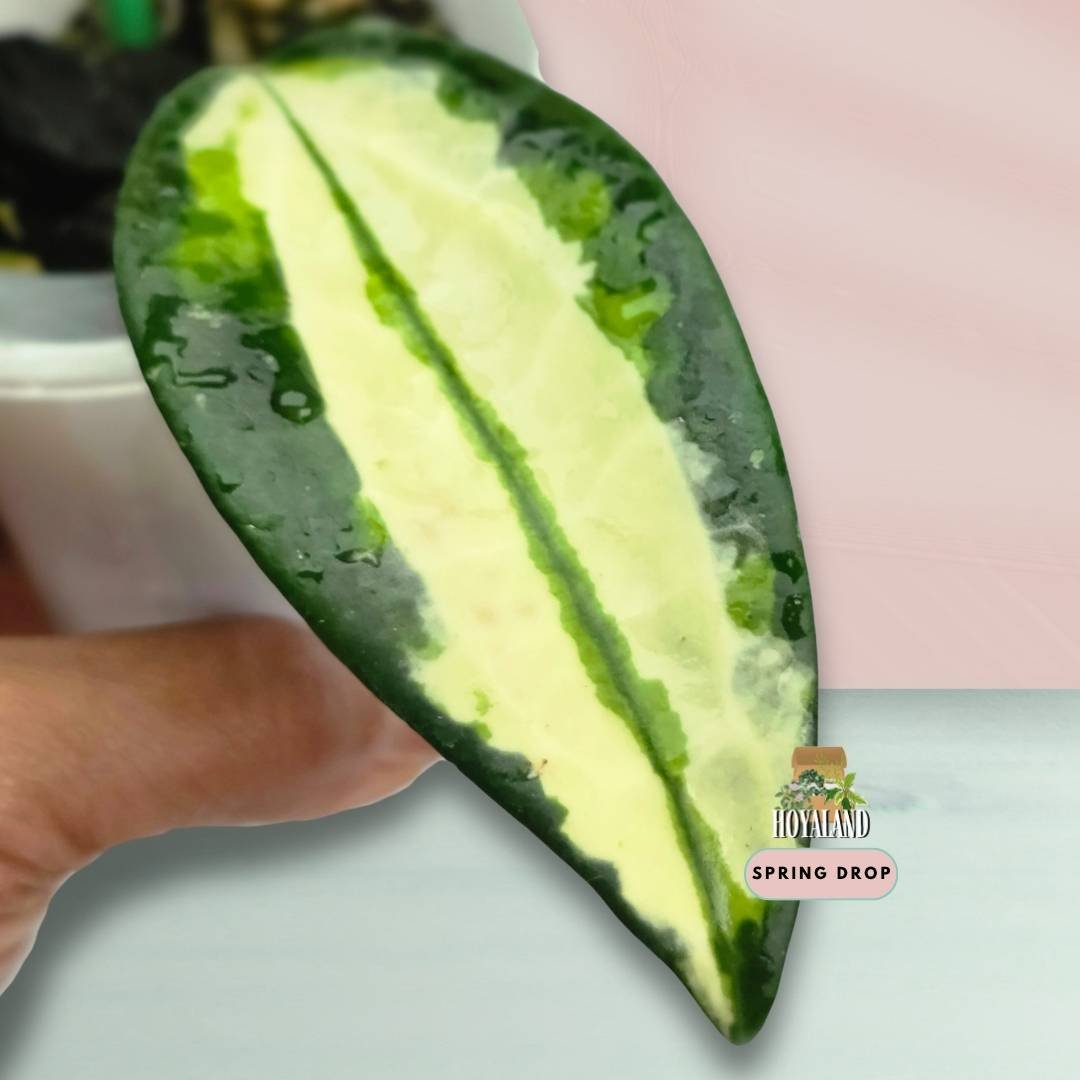 Established small Hoya latifolia Queensy showing feminine leaves with green centres and soft creamy yellow variegation