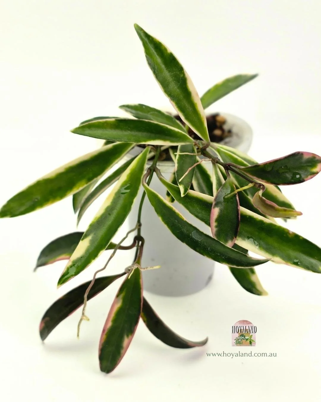 Hoya kentiana lorilyn (4).jpg