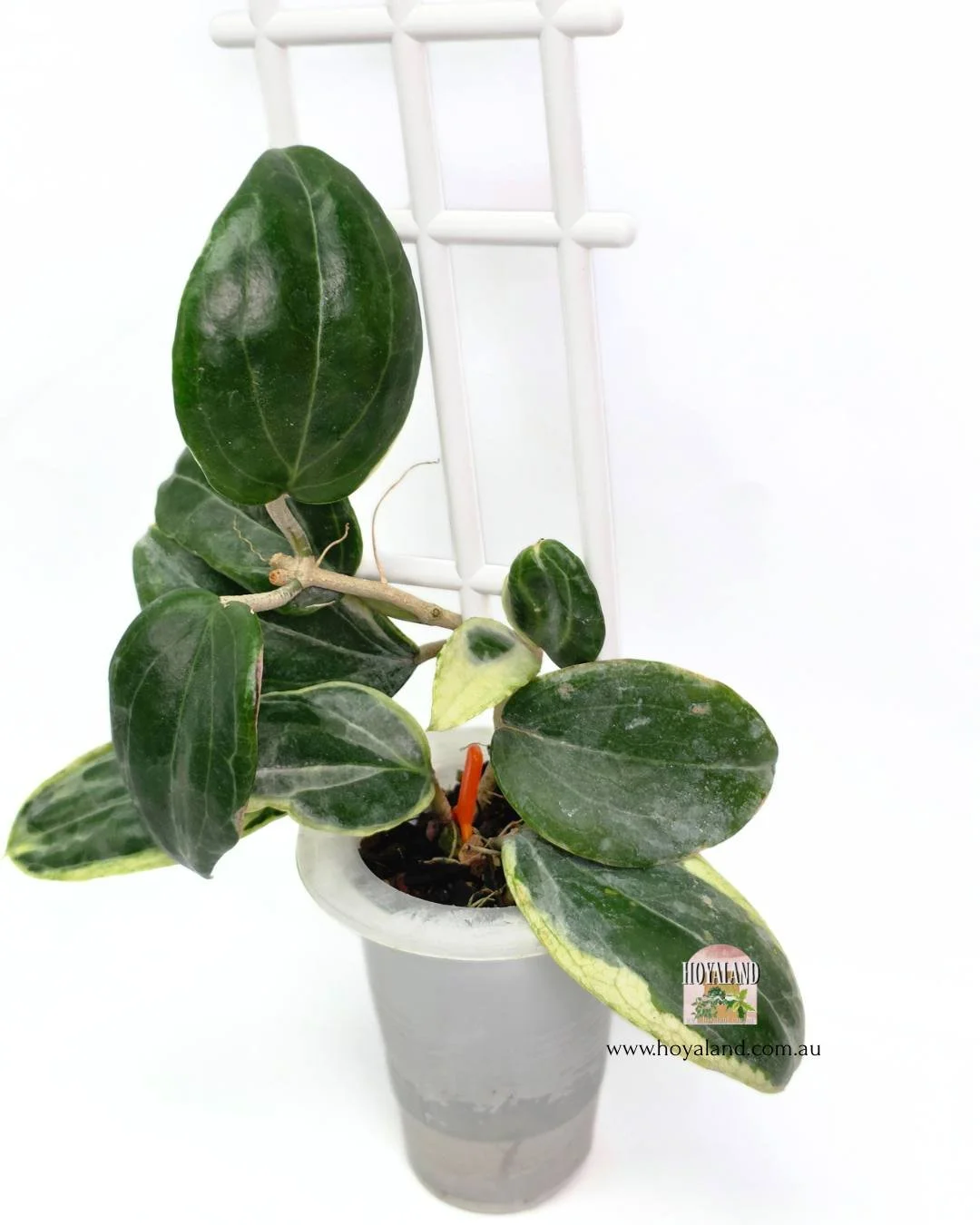 Hoya lil plu (5).jpg