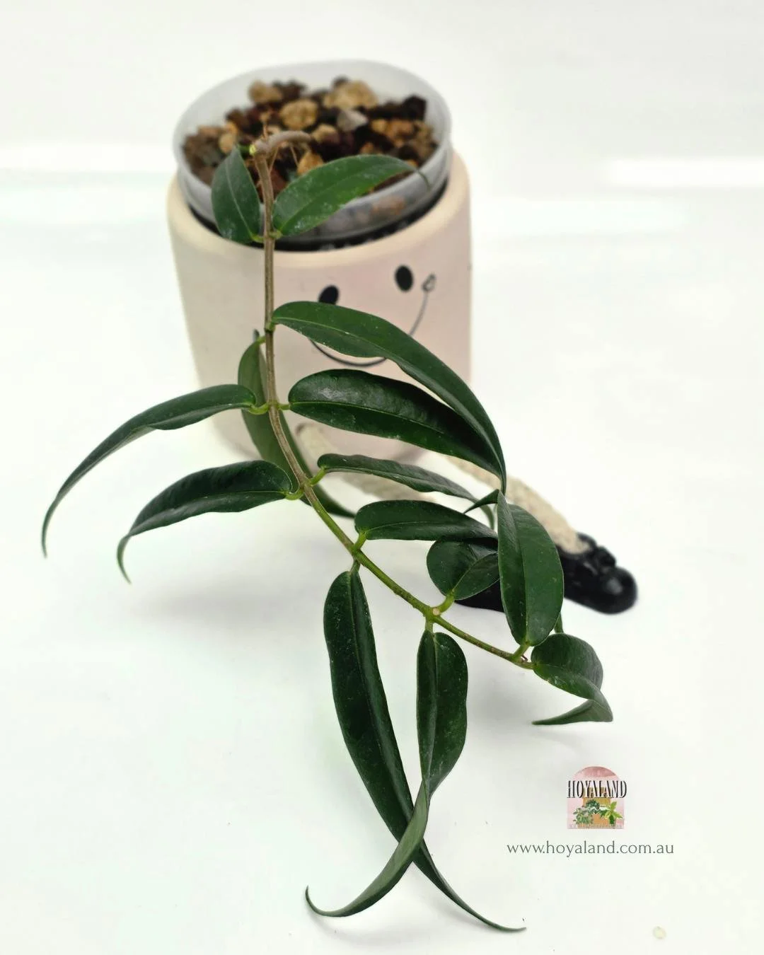 Hoya paradisea (5).jpg