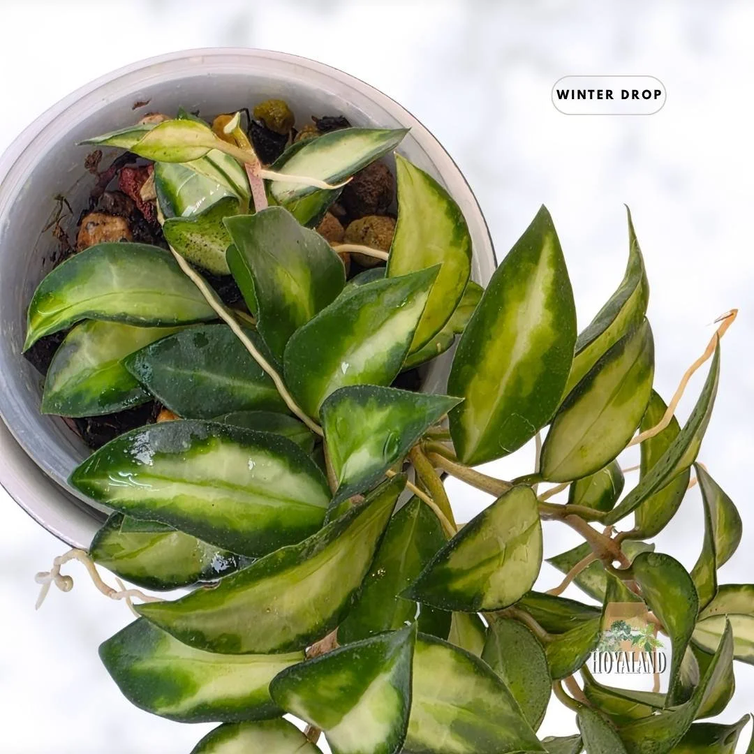 buy-rare-hoya-lacunosa-bruno-wavy-tricolor-leaves-australia.webp (3).jpg