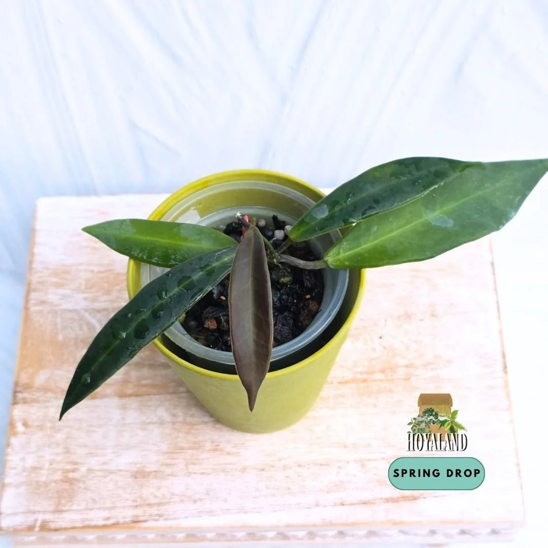 Established rare Hoya pulchra narrow leaf form showing velvety fuzzy foliage and active growth