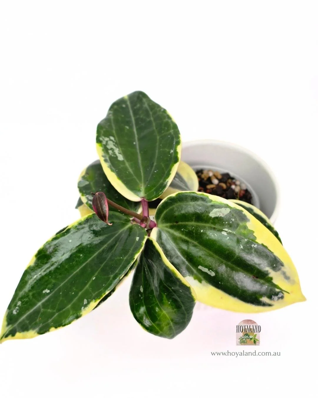 Hoya latifolia round albo (7).jpg