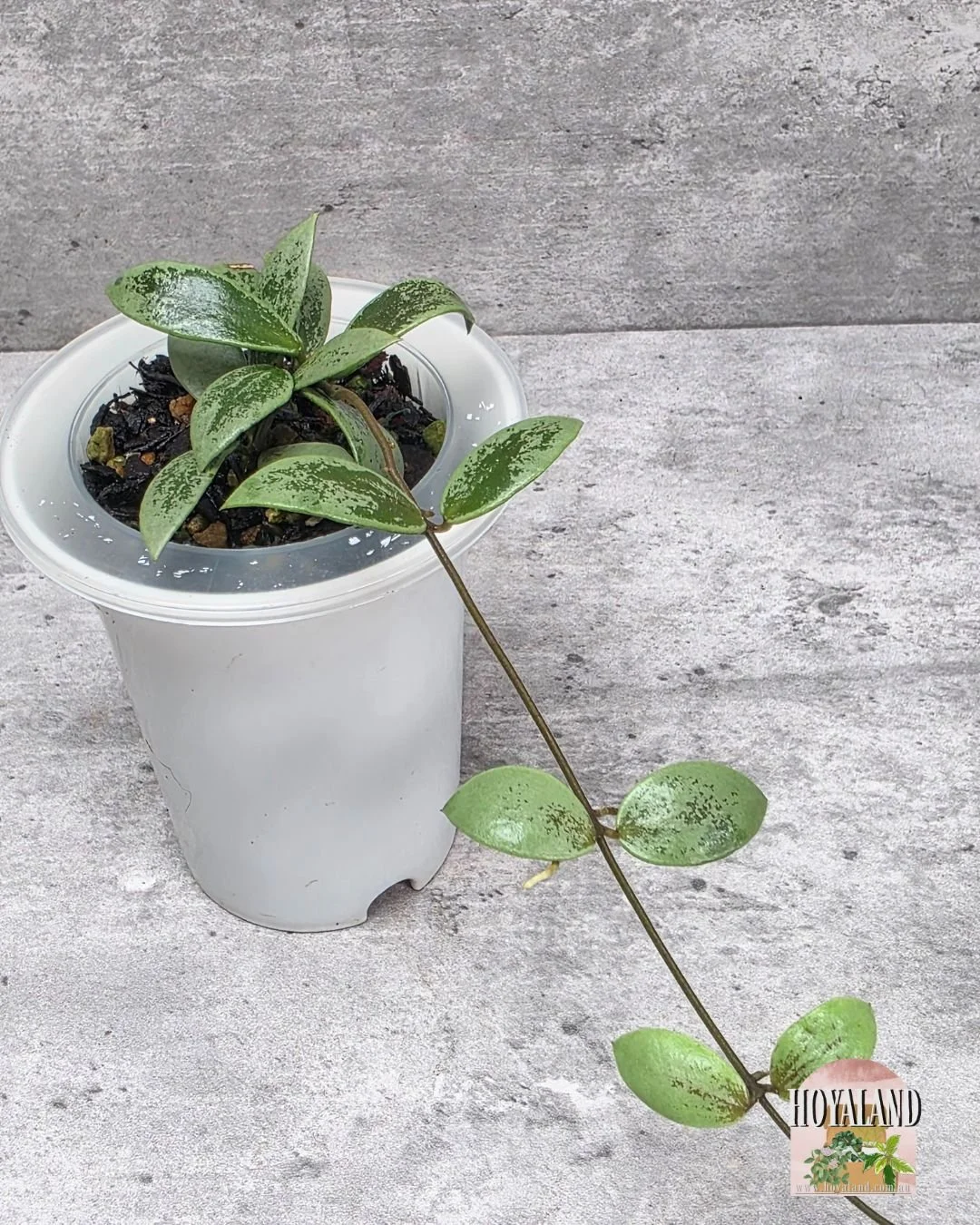 Hoya aff picta silver mini coin (4).jpg