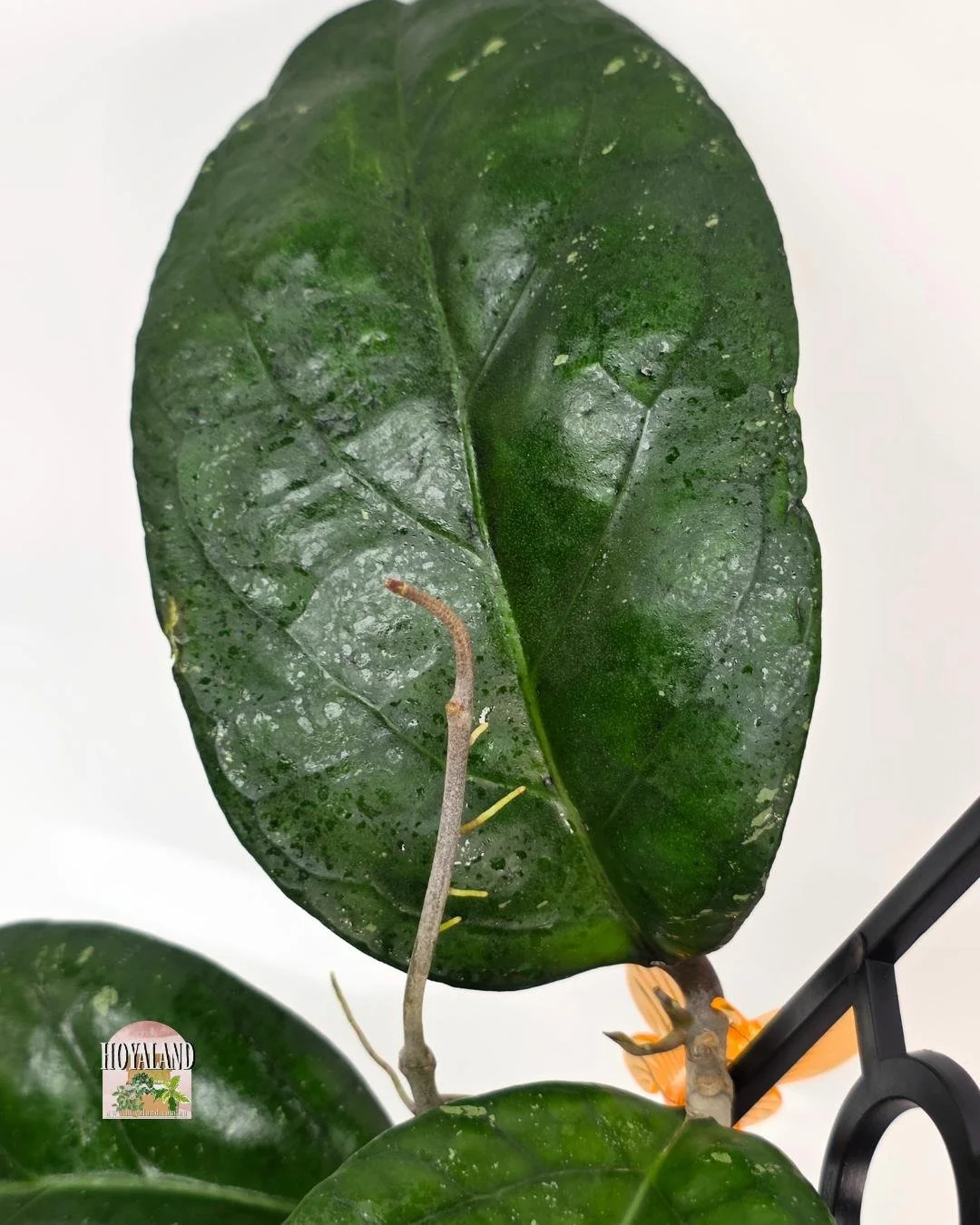 Hoya AH 1025 (4).jpg