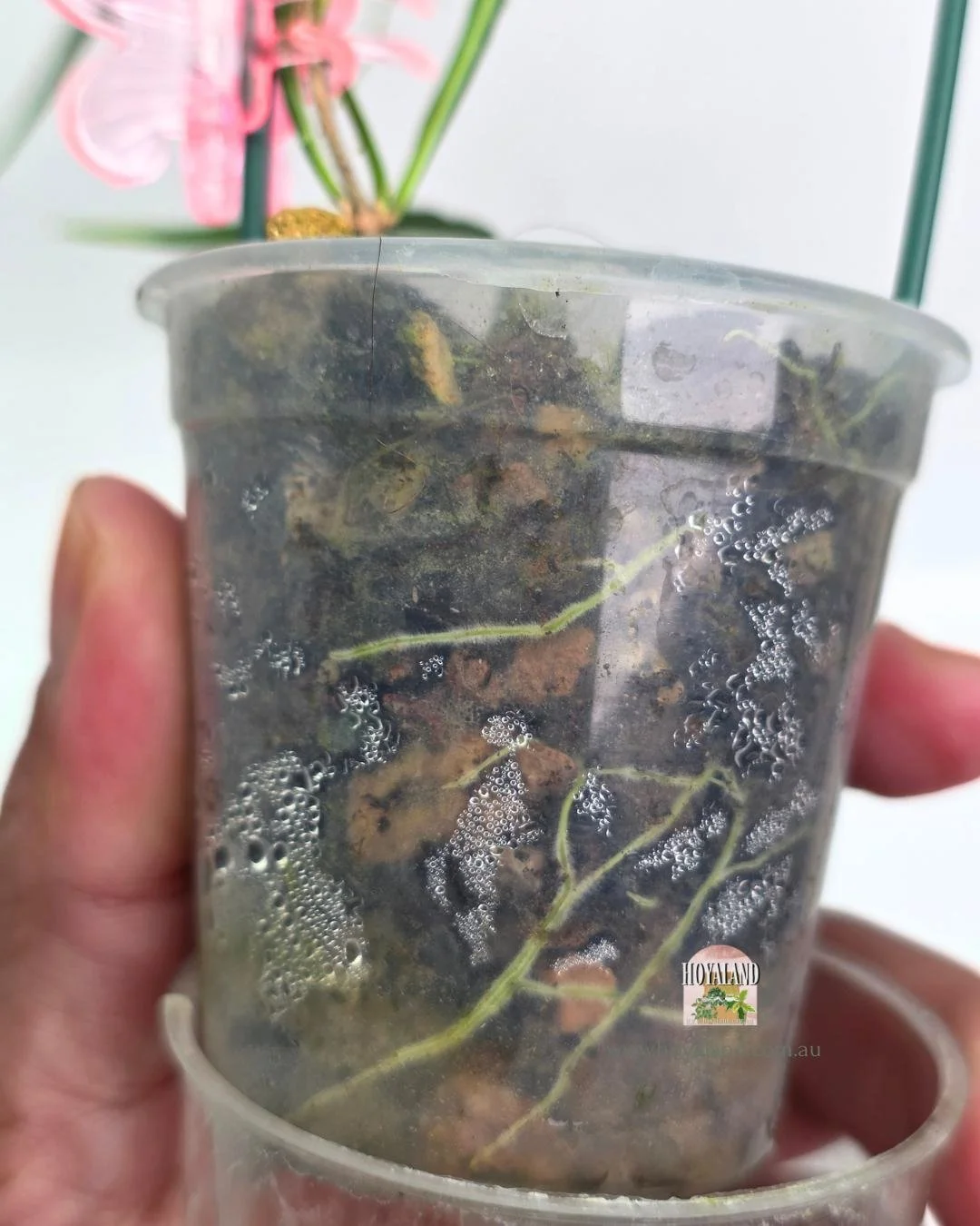 Hoya stenophylla (5).jpg