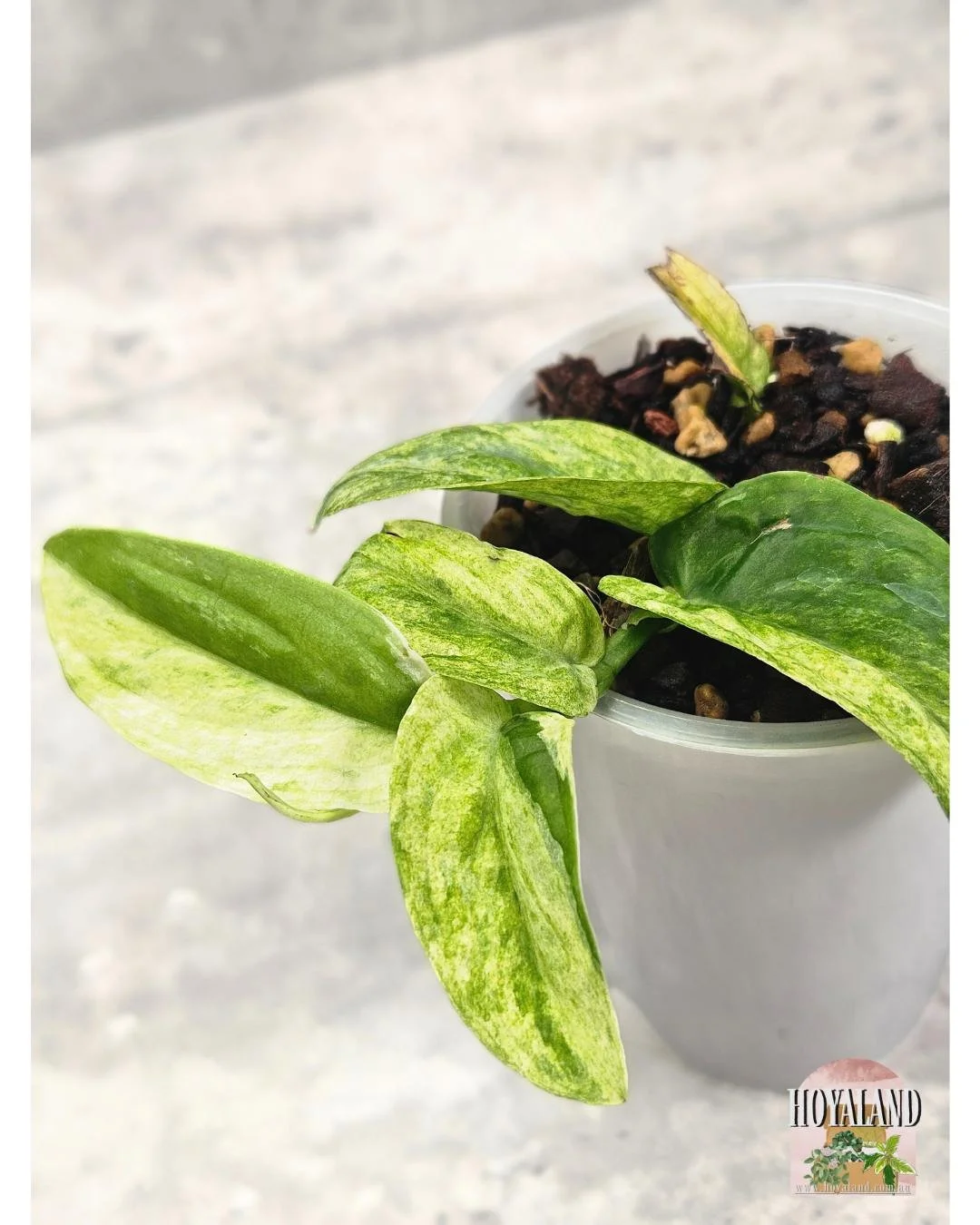 Raphidophora korthalsii ghost mint (4).jpg
