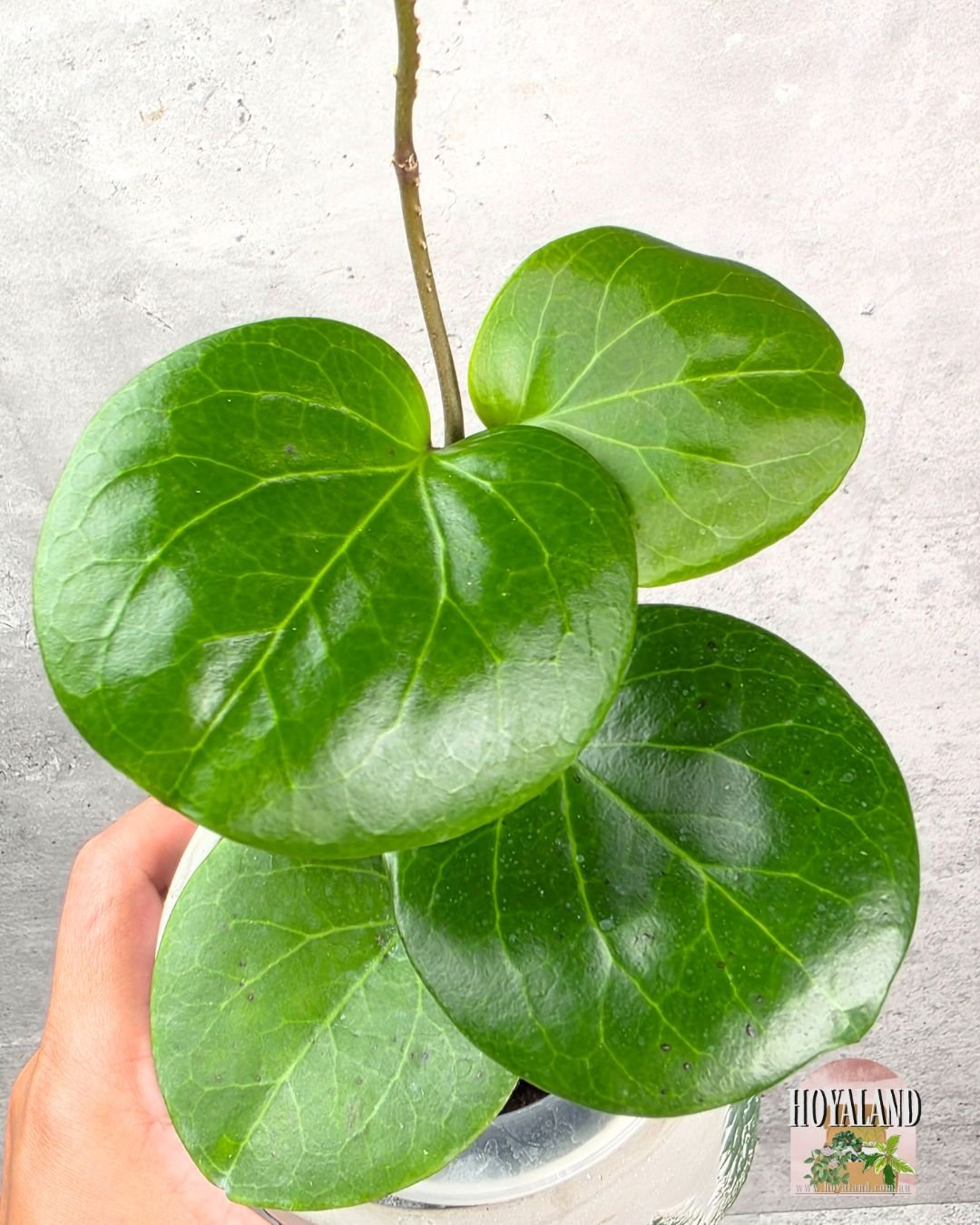 Hoya Rhiannon (2).jpg