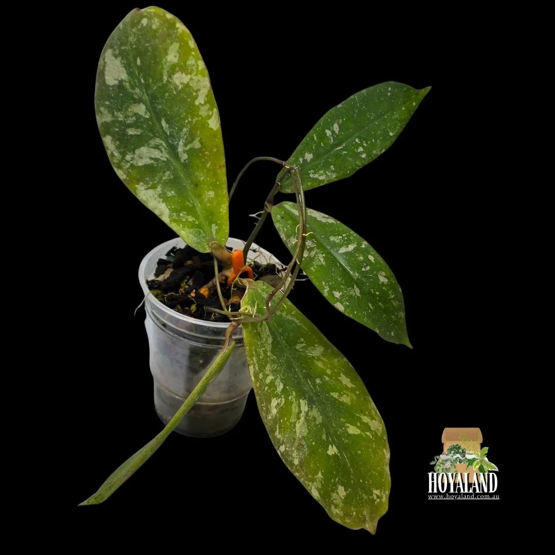 Hoya mitrata splash (2).jpg