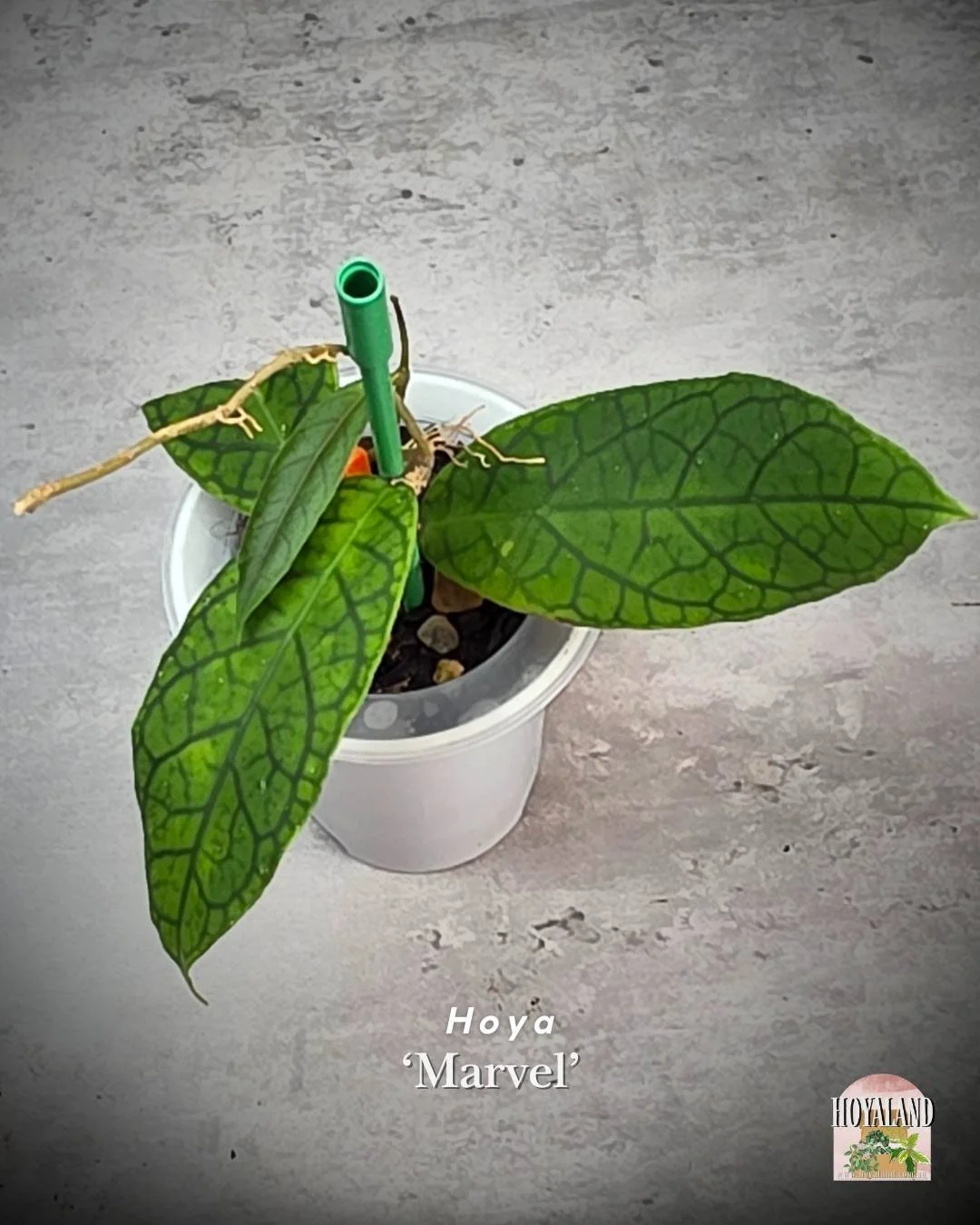 Hoya cv Marvels (3).jpg