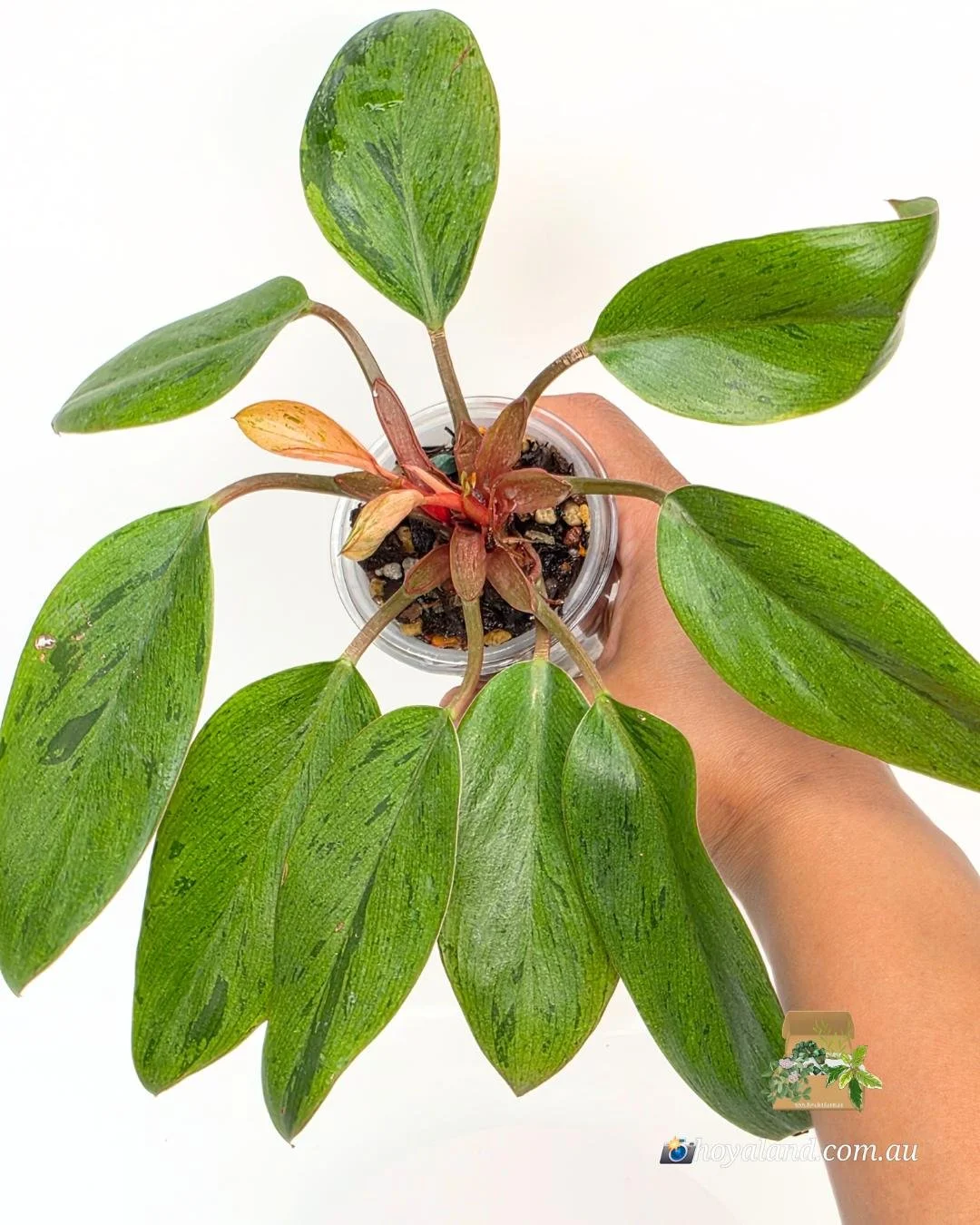 🌞  Philodendron Dwarf Variety Red Congo Mint Variegated 🩷