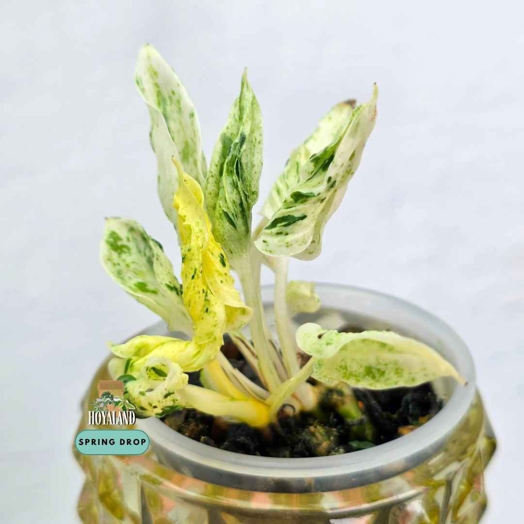 Established Epipremnum Teruno Love Song showing distinct textured twisted leaves with creamy chartreuse variegation
