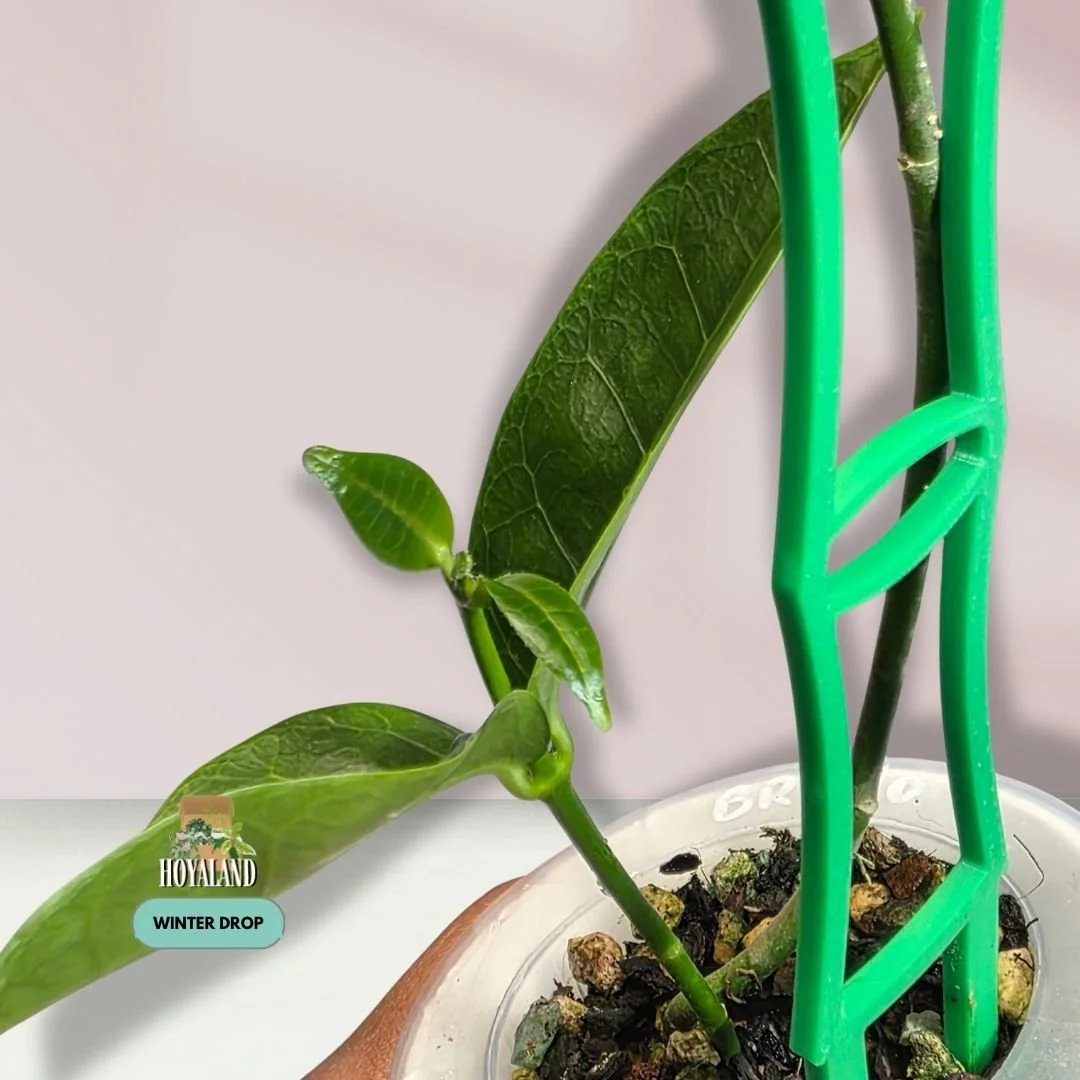 Hoya Bruno Small.jpg
