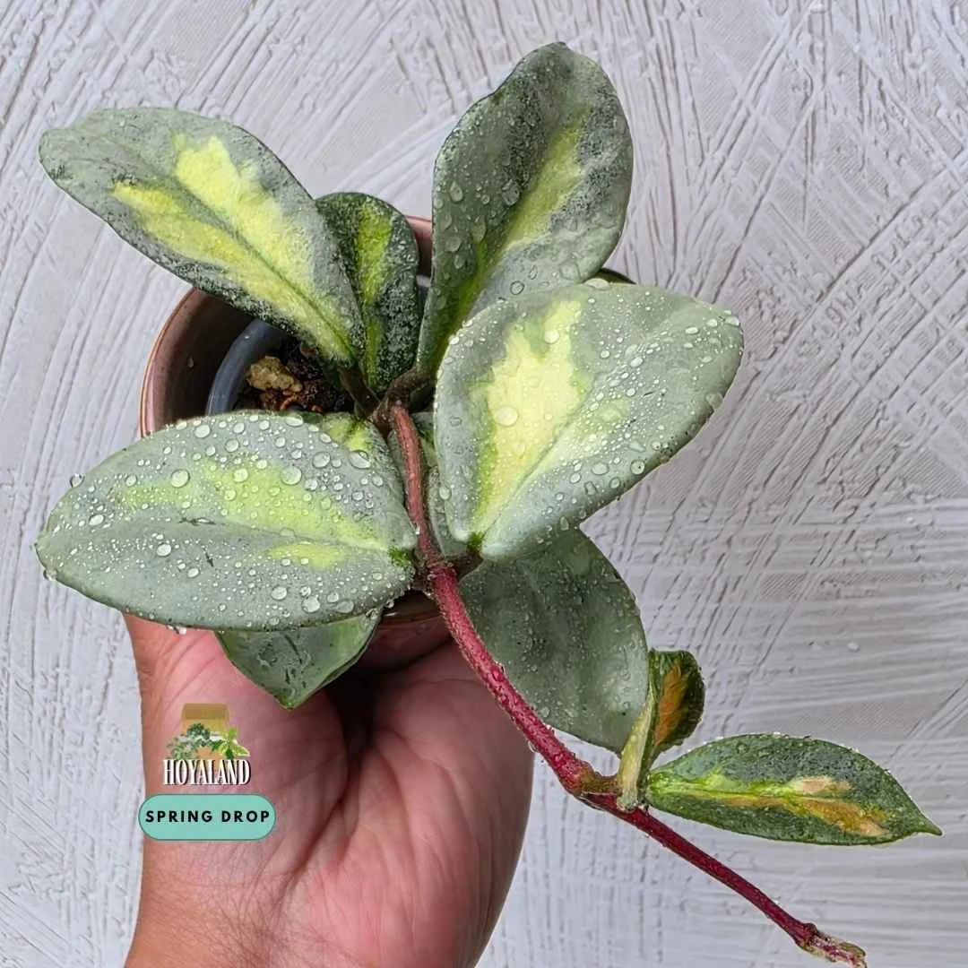 Hoya carnosa argentea princess (4).jpg