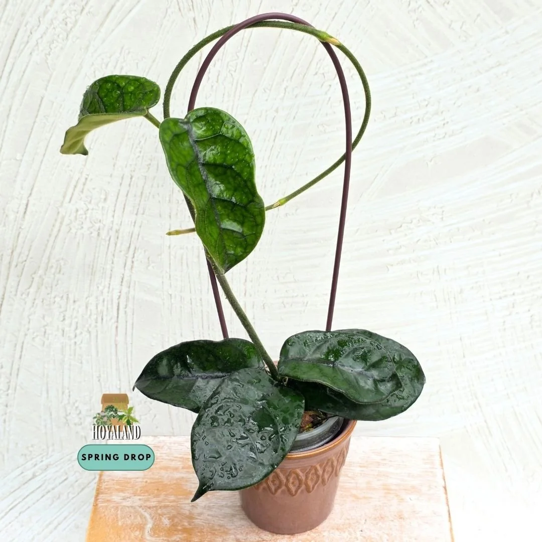 Hoya caobang (8).jpg