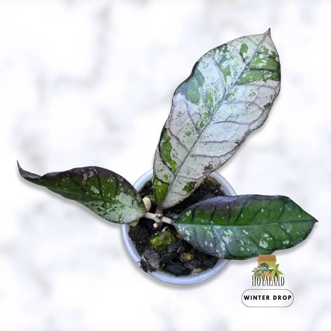 hoya-gunung-gading-silver-variegated-collector-plant (3).jpg