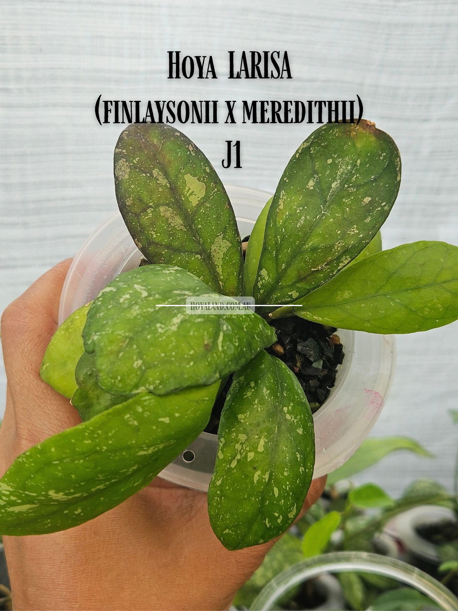 Hoya LARISA (finlaysonii x meredithii) J1.jpg