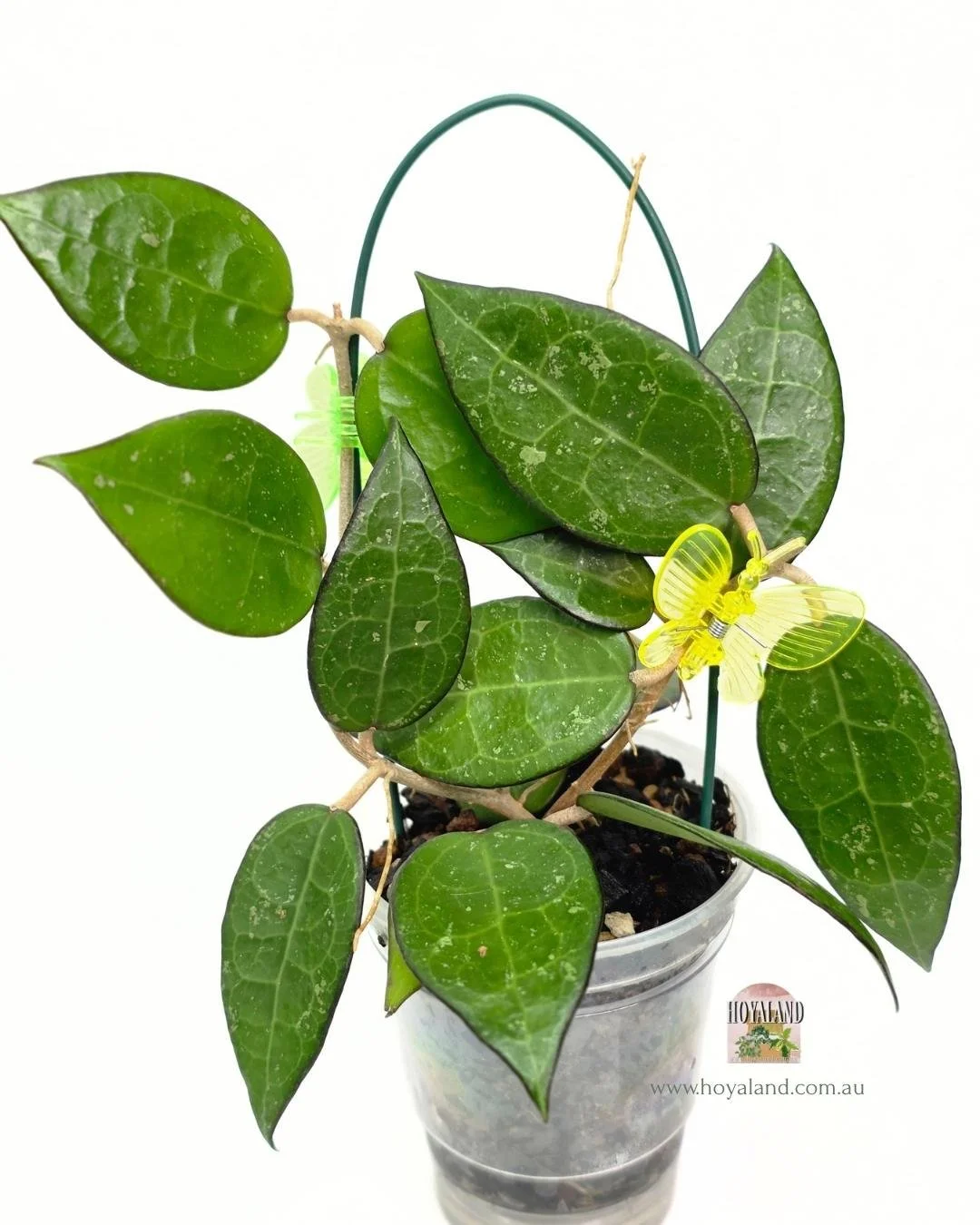 Hoya verticillata black margin.jpg