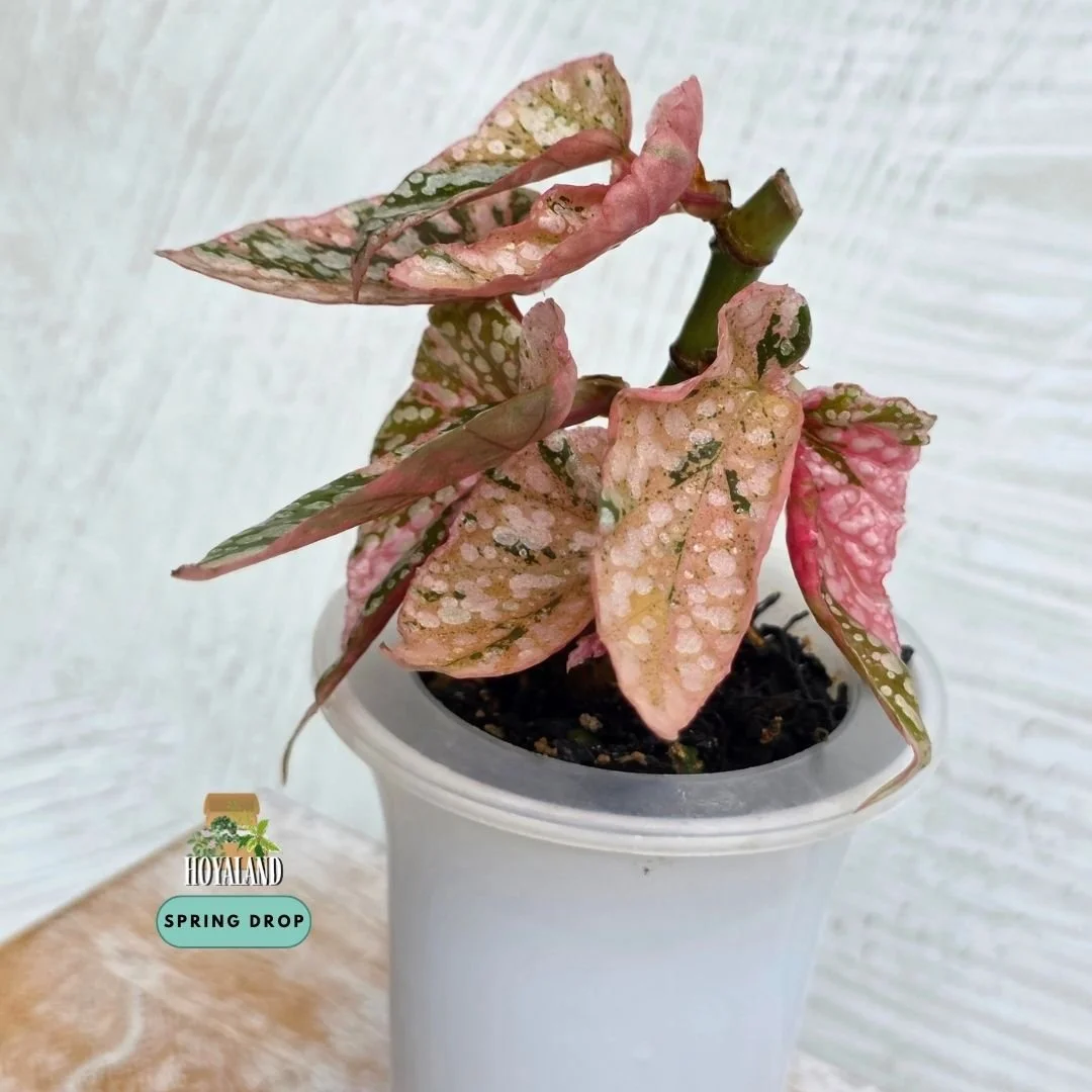 Begonia snow cap variegata (2).jpg