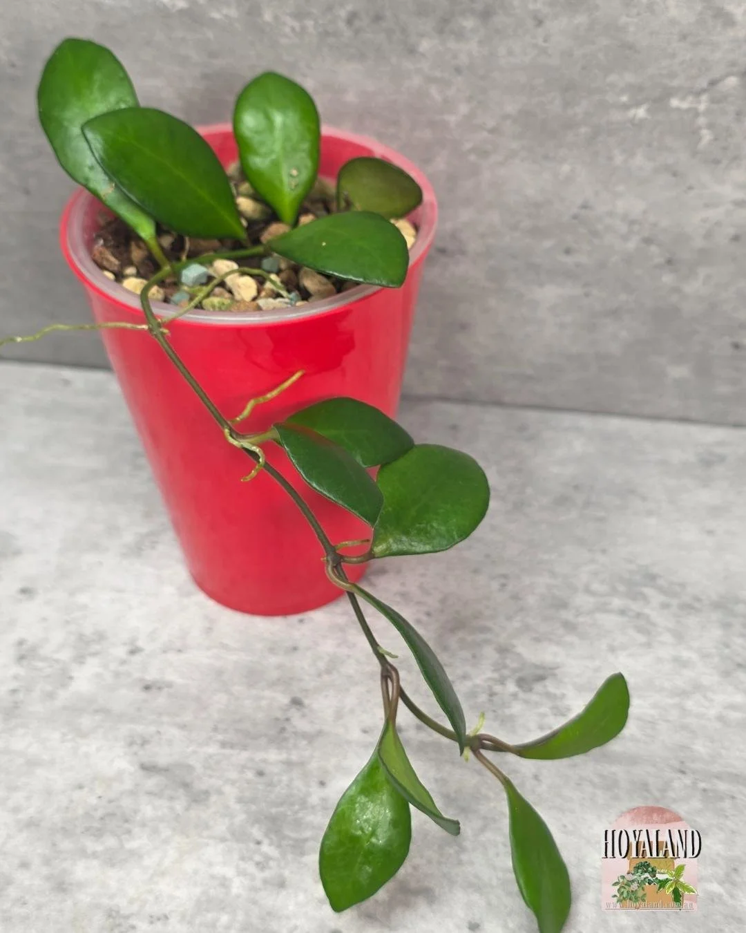 Hoya noona pink small.jpg