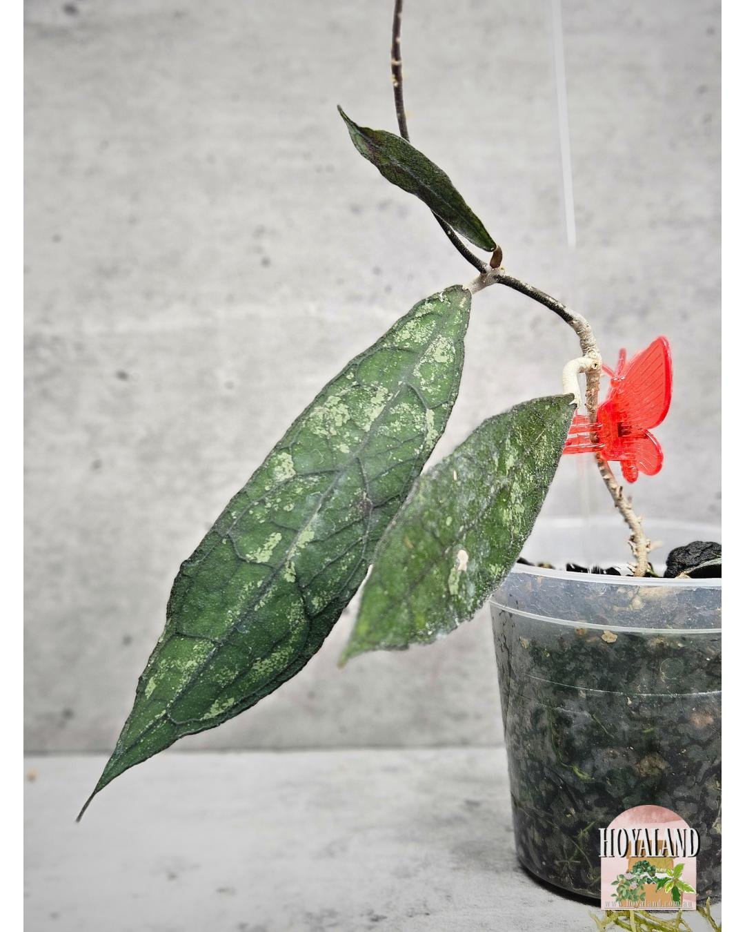 Hoya clemensiorum dark  (4).jpg