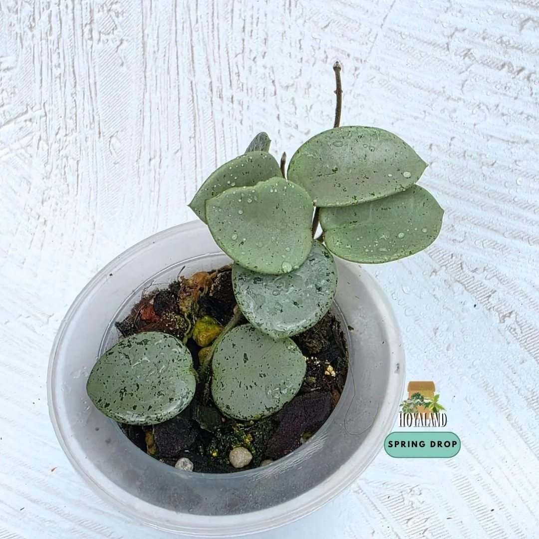Hoya mathilde silver indo b (6).jpg