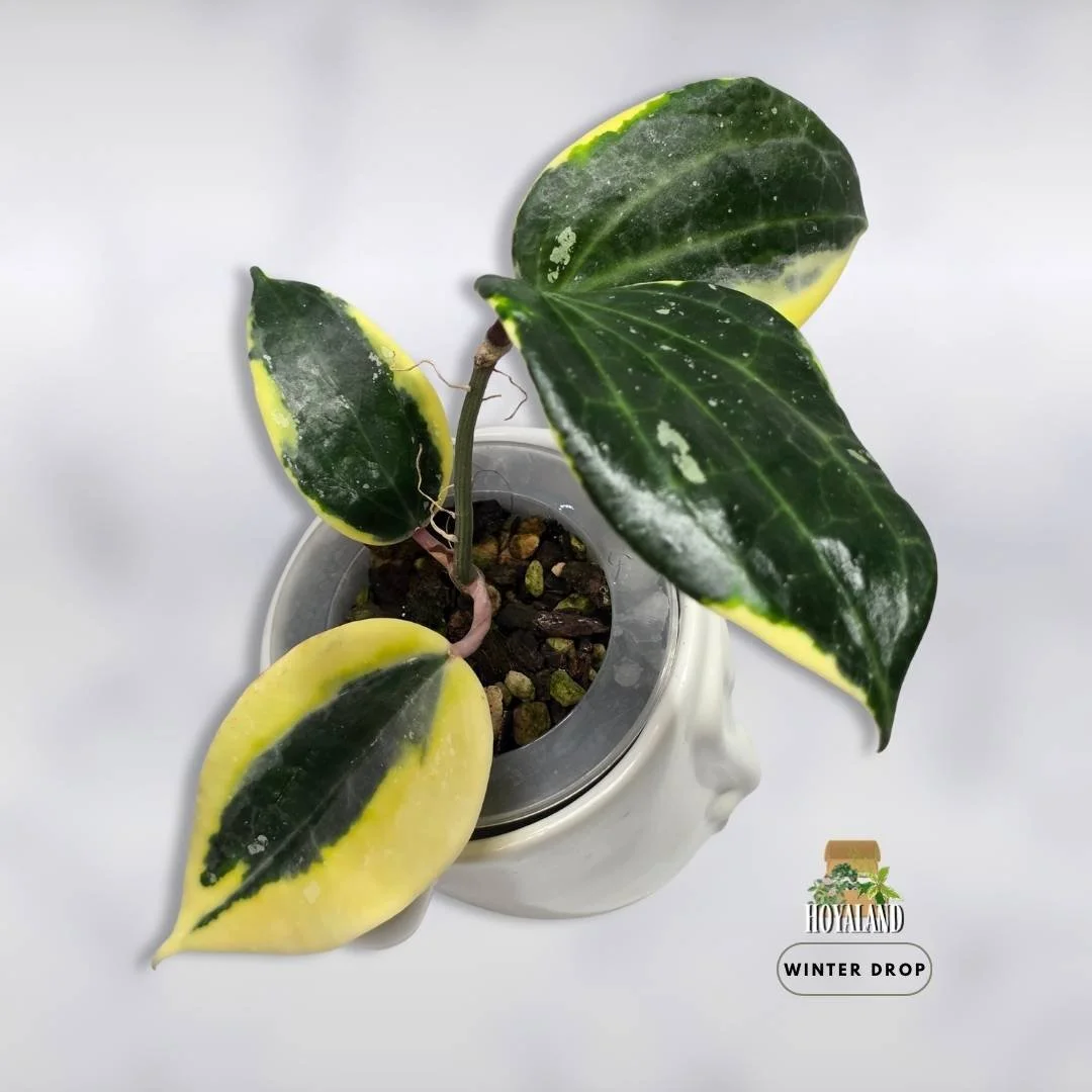 hoya-latifolia-albo-round-form-variegated-hoya (3).jpg