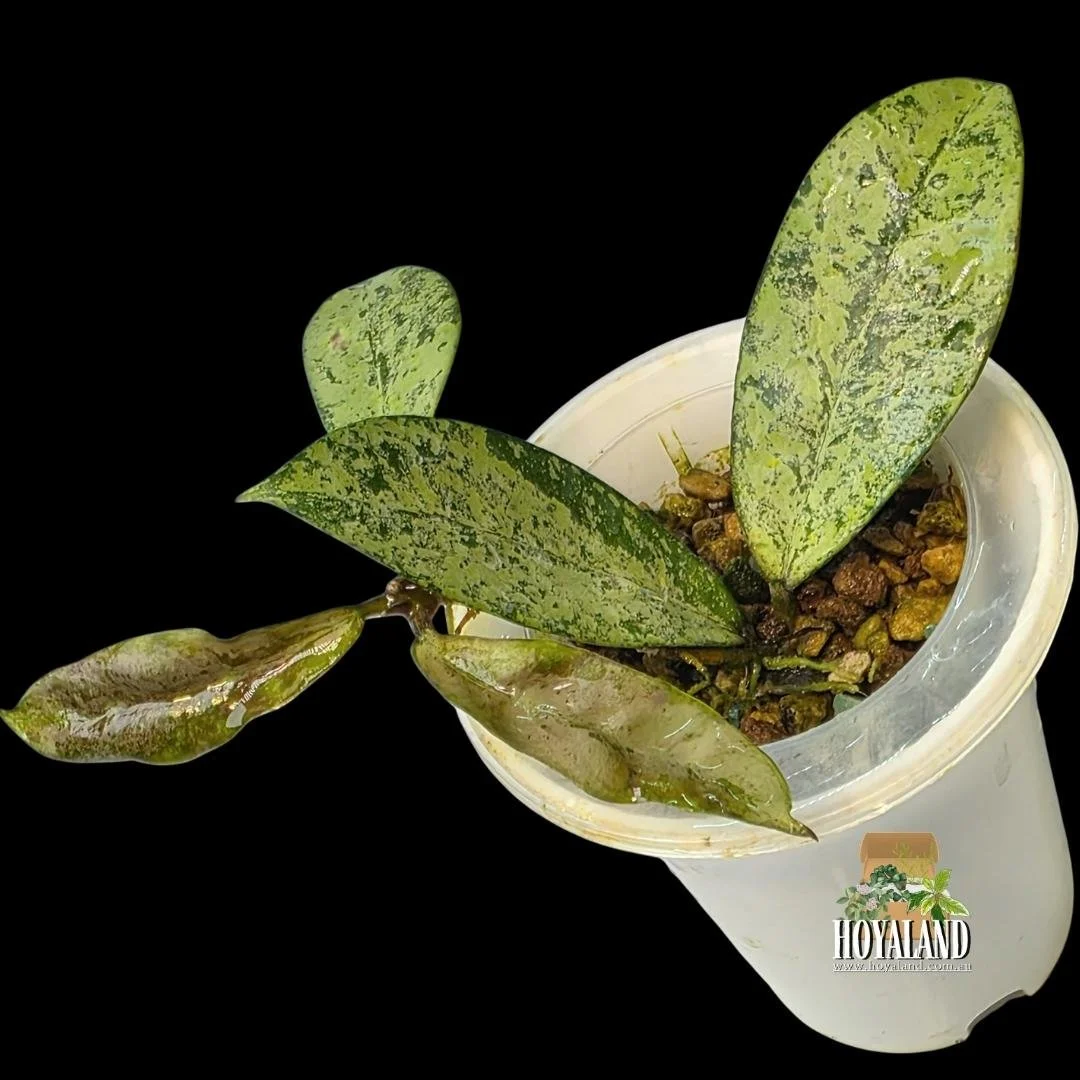 Hoya crassipetiolata x michele (2).jpg