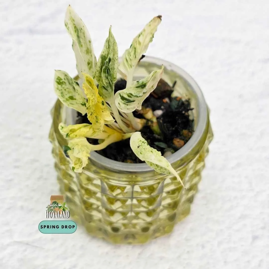 Established Epipremnum Teruno Love Song showing distinct textured twisted leaves with creamy chartreuse variegation