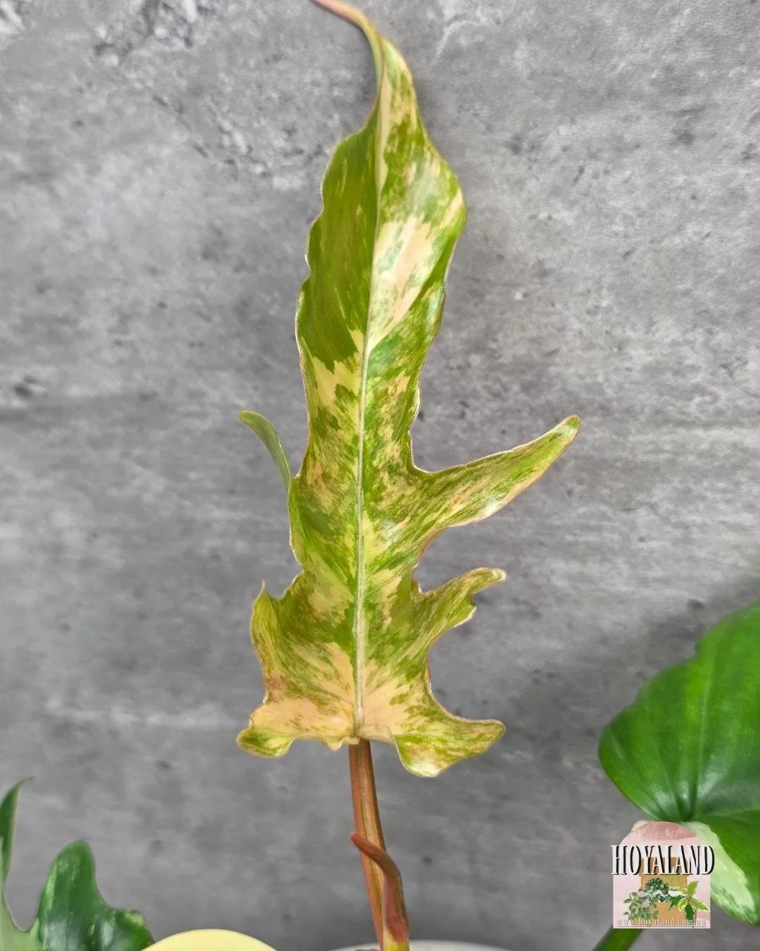 Philodendron FB x Tortum.jpg