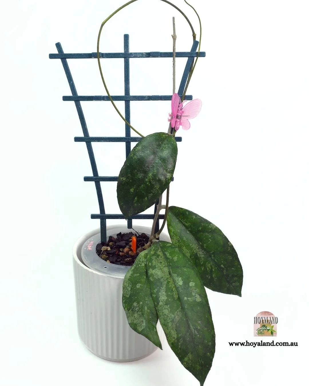 Hoya finlaysonii bahoii.jpg