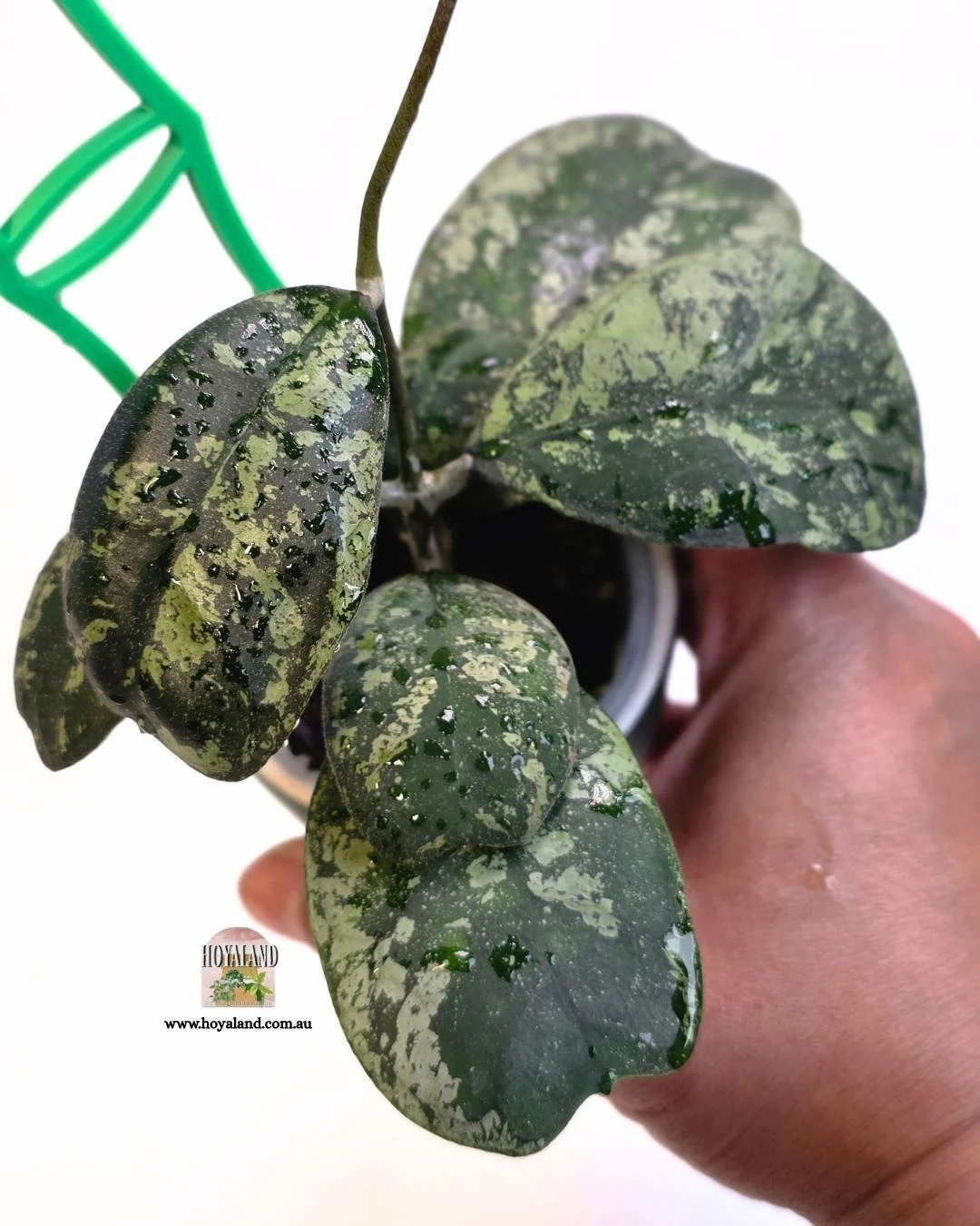 ❄️  Hoya deykeae 'Morning Dew' | Large