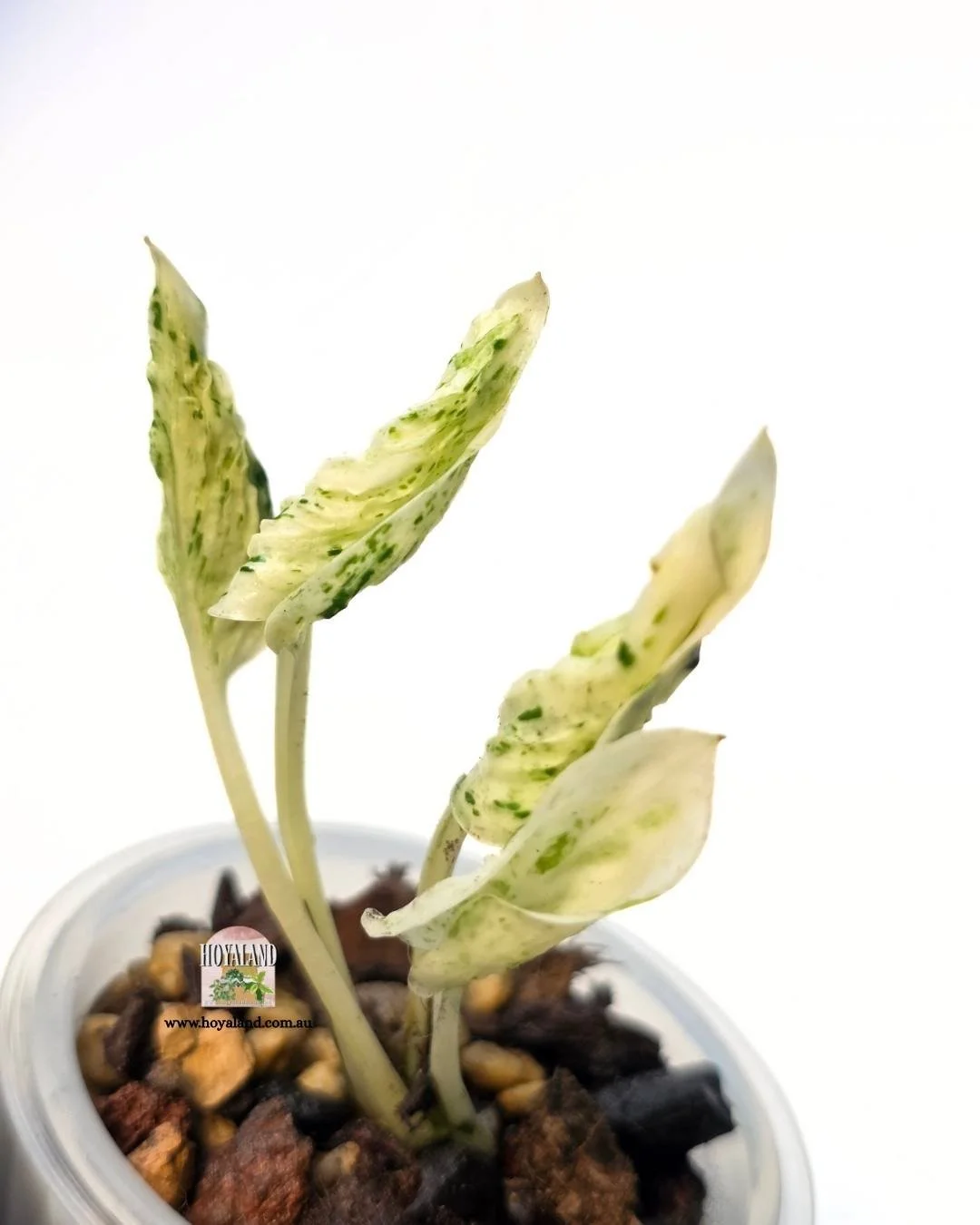 ❄️ Epipremnum 'Teruno Love Song' Variegated | Small