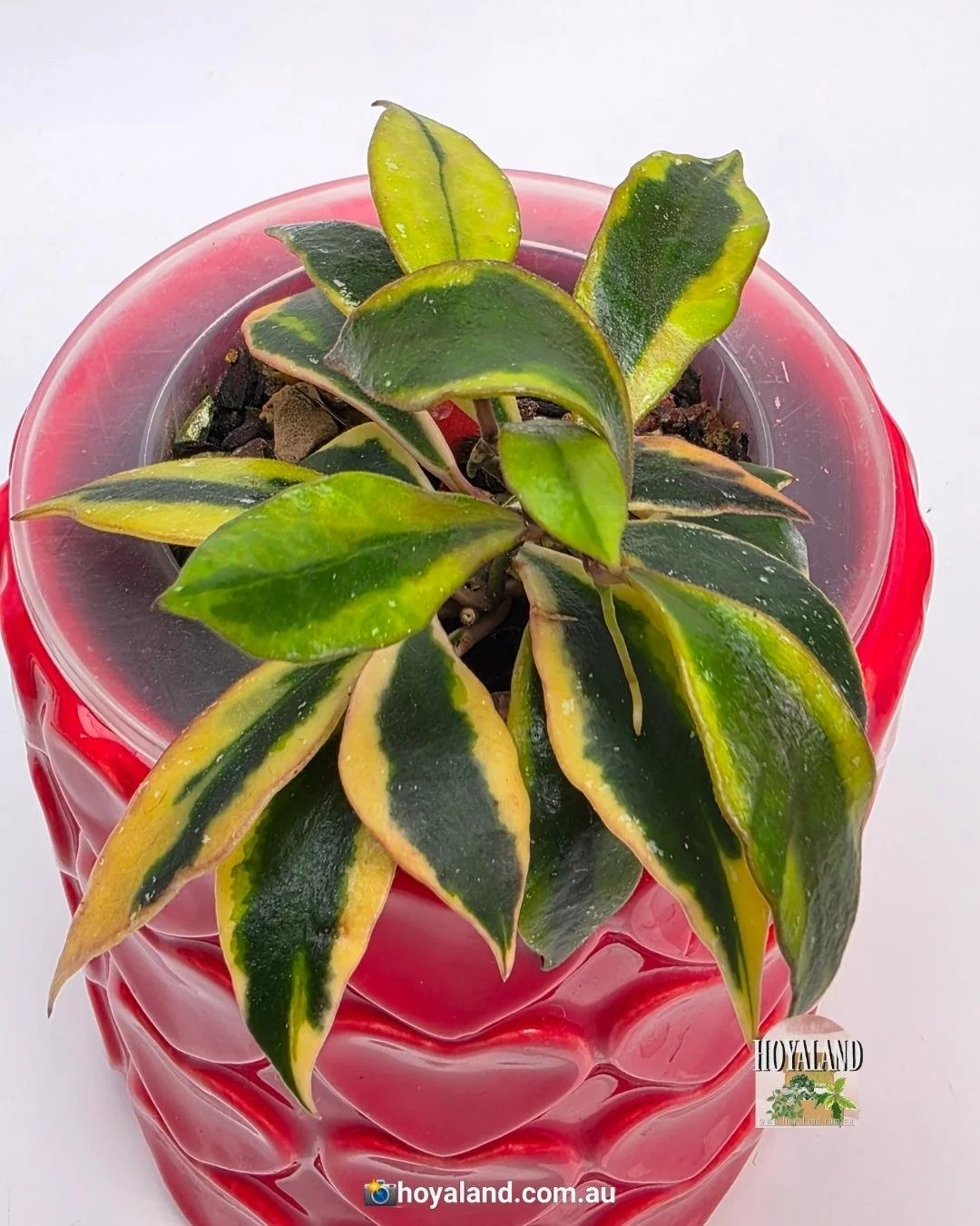 Hoya bakoensis albo (3).jpg