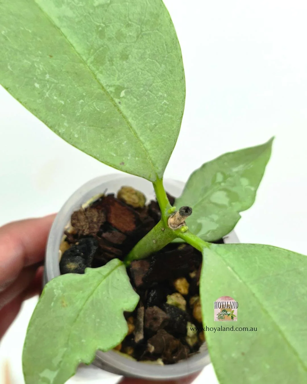 🍂 Hoya multiflora 'Wonderphil' | Stable Full Silver Leaf Hoya | 2 GPs