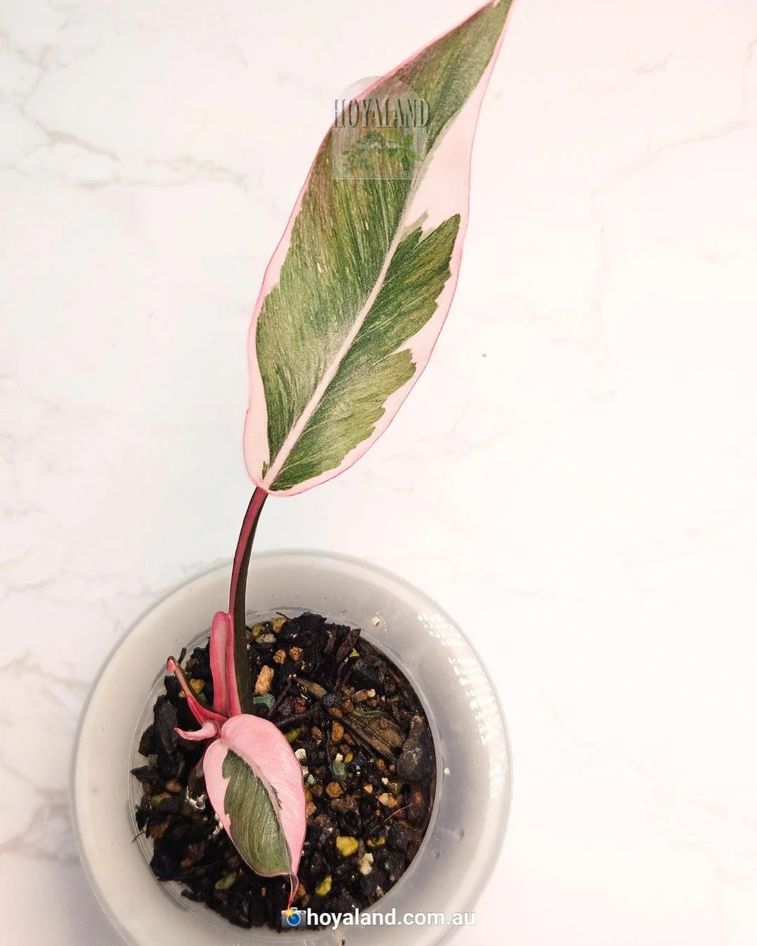 Pink princess mutation.jpg