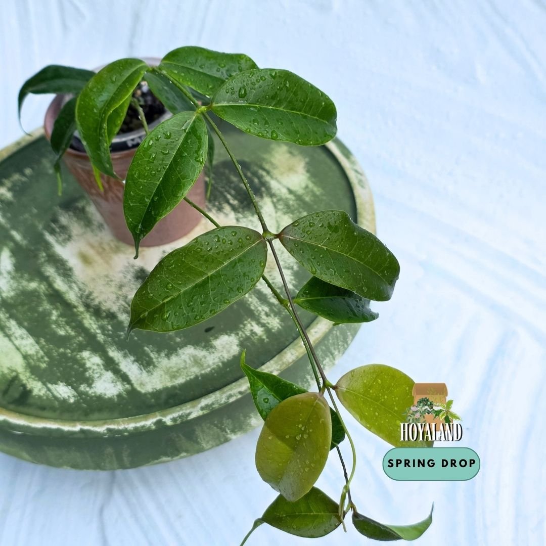 Hoya medusa | Rare Miniature Shrub-Like Fragrant Hoya
