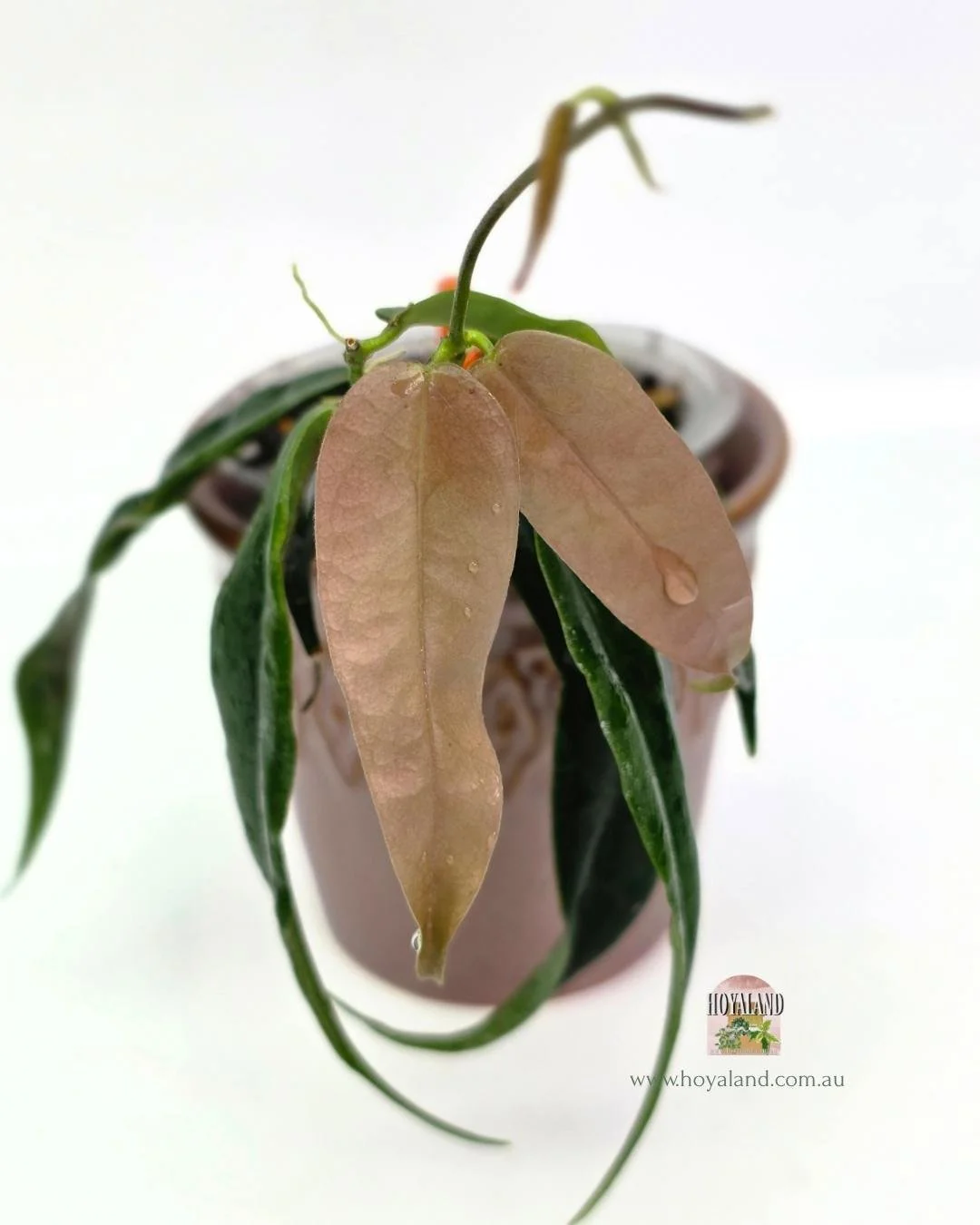 🍂  Rare Thin Leaf Hoya paradisea