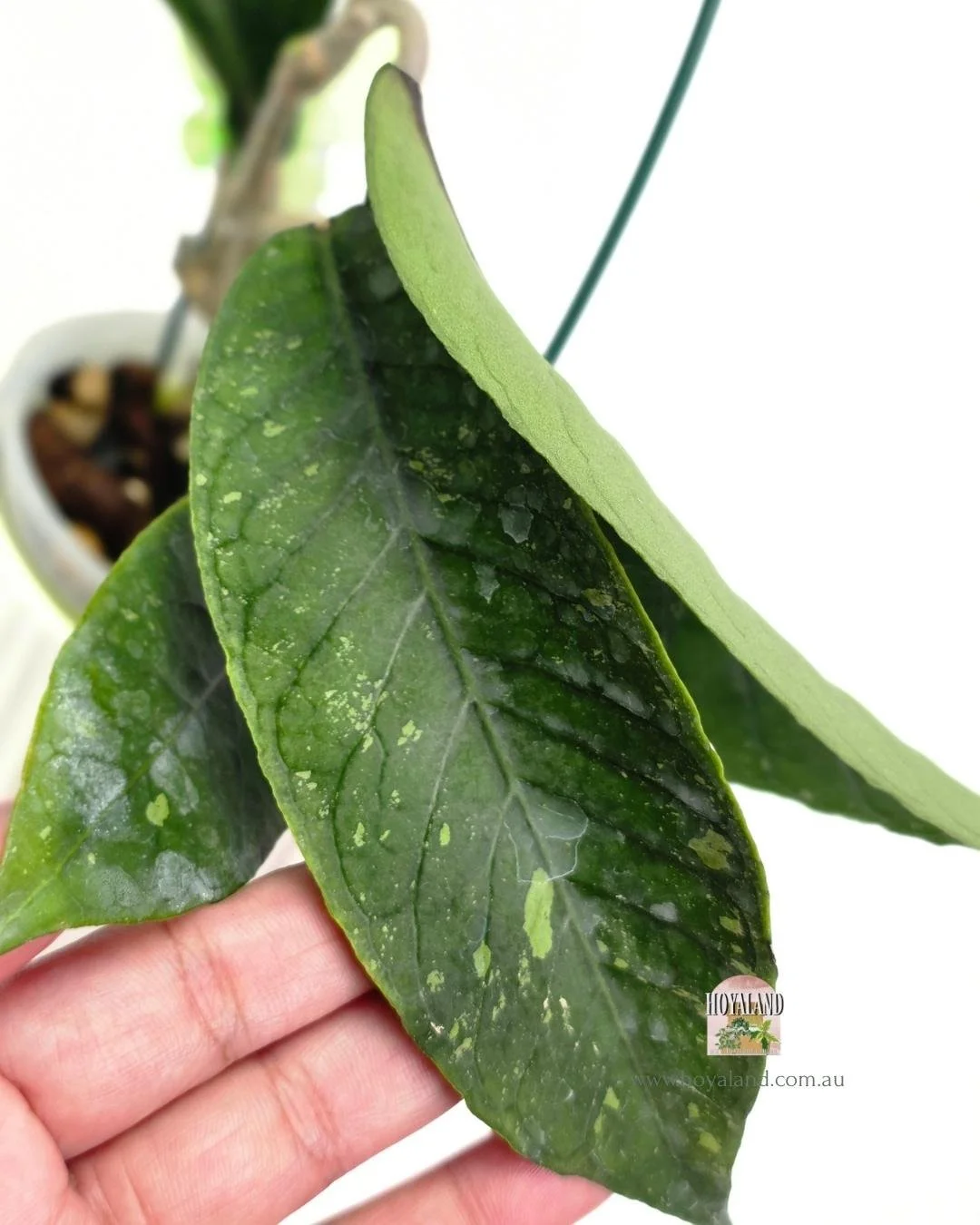 Hoya Gayo Lues Green (3).jpg