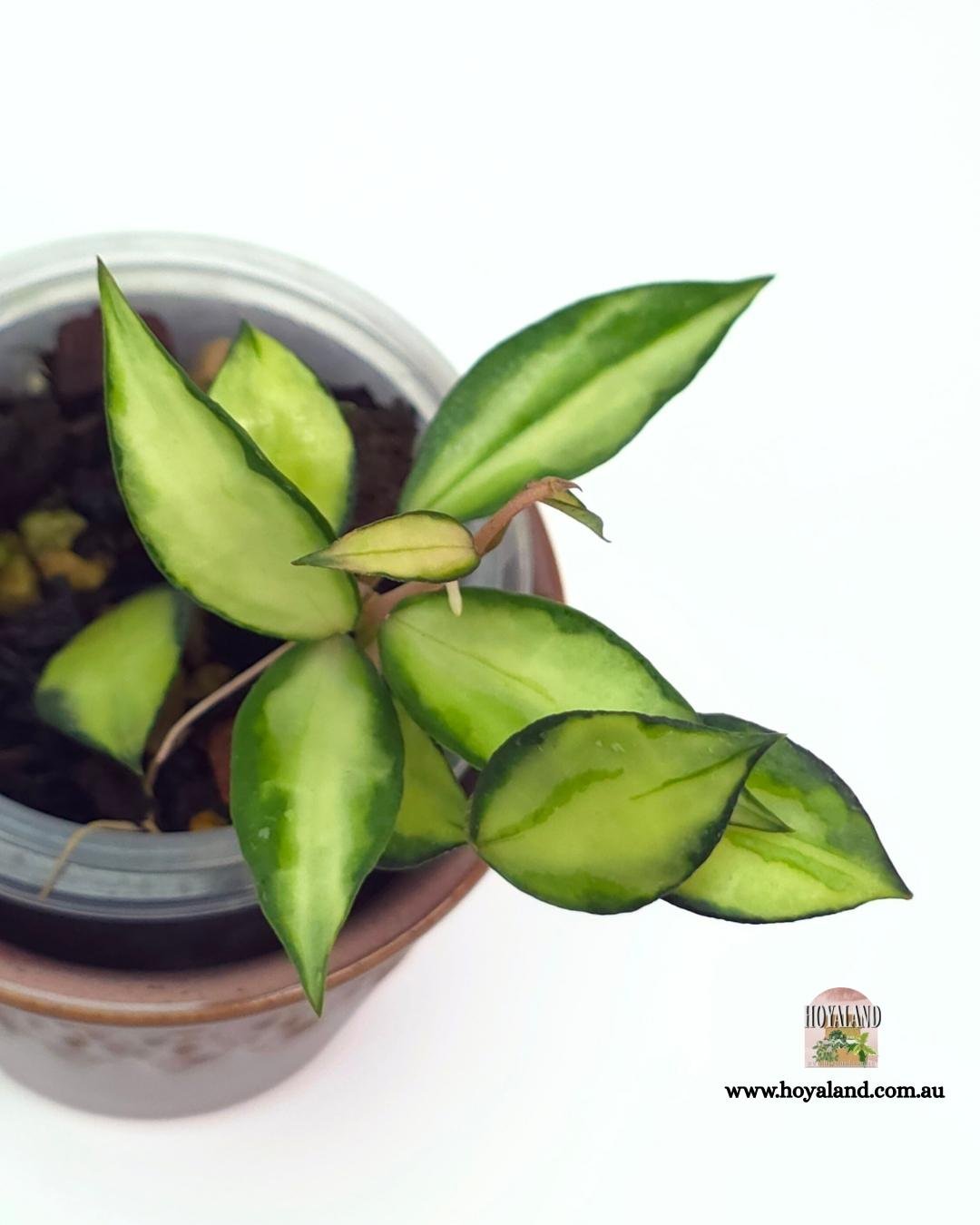 🍂 Hoya lacunosa Souma | Small Plant