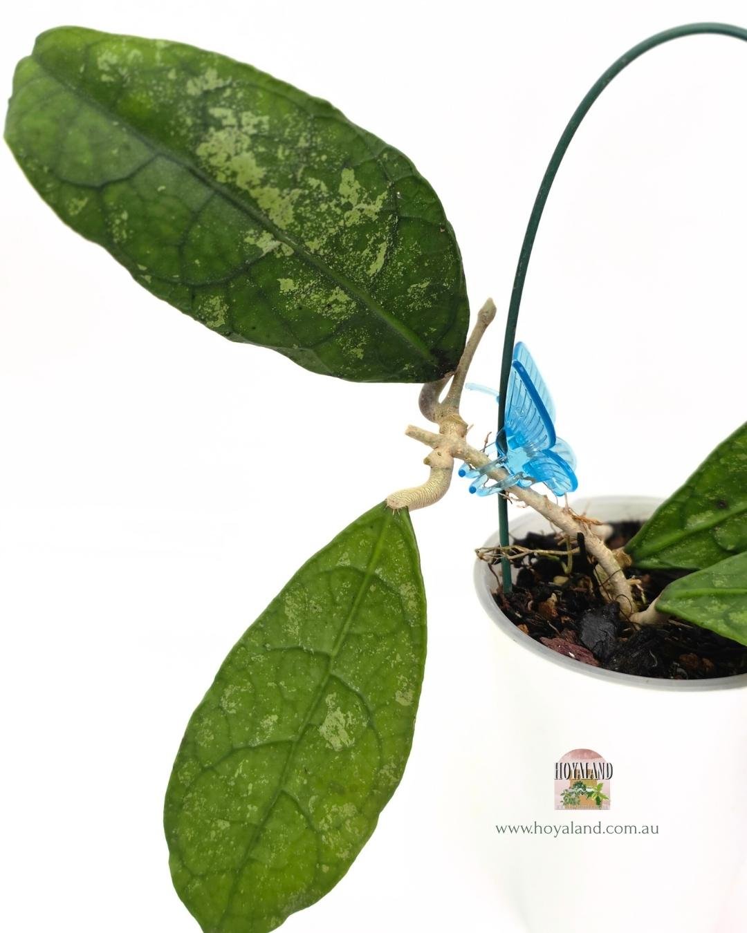 Hoya Perak Teddy Bear A (2).jpg