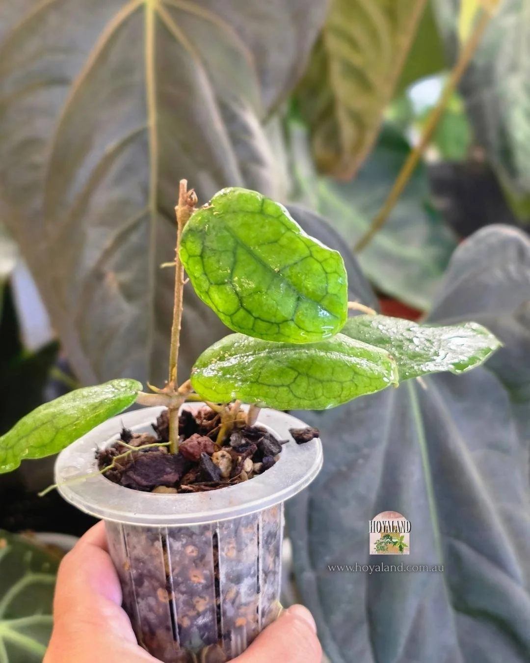 Hoya erythrina x (4).jpg