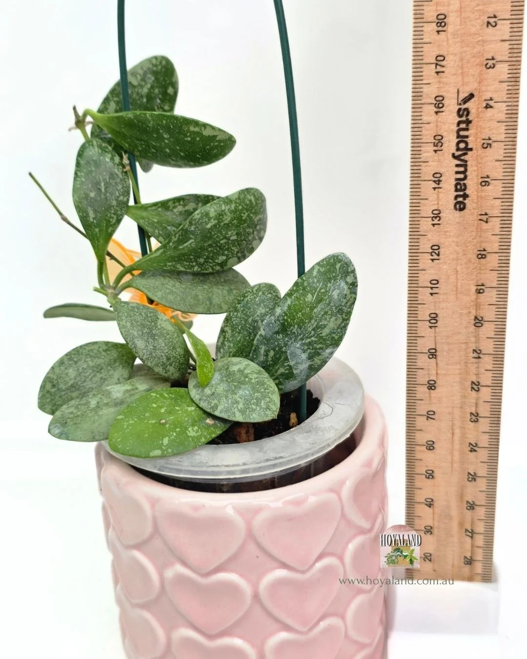 Hoya ETS 10 high splash (7).jpg