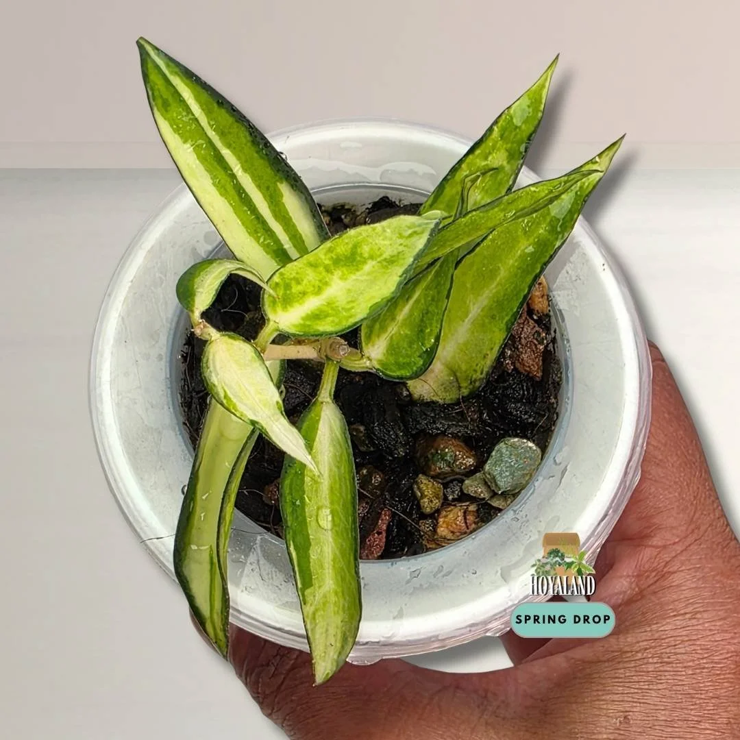 Hoya burmanica variegata (3).jpg