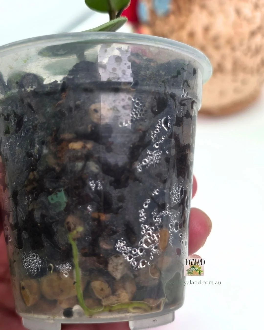 Hoya mathilde grey fairy (4).jpg