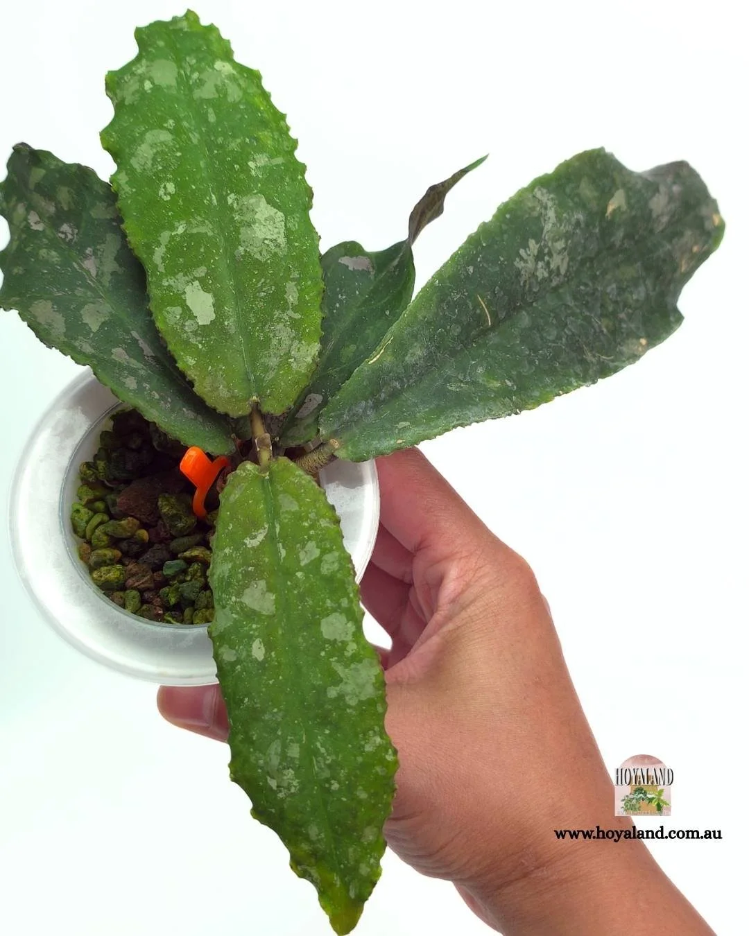 🍂 Hoya undulata | Jurassic Leaves | Collector's Hoya
