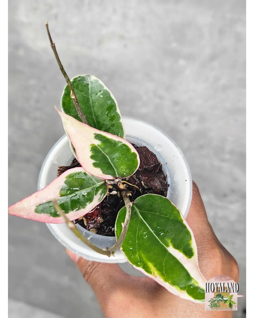 Hoya sp Panglay Albo (3).jpg