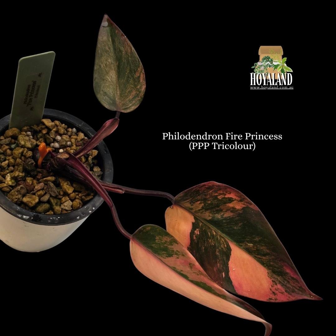 Philodendron Fire Princess (PPP Tricolour) (4).jpg