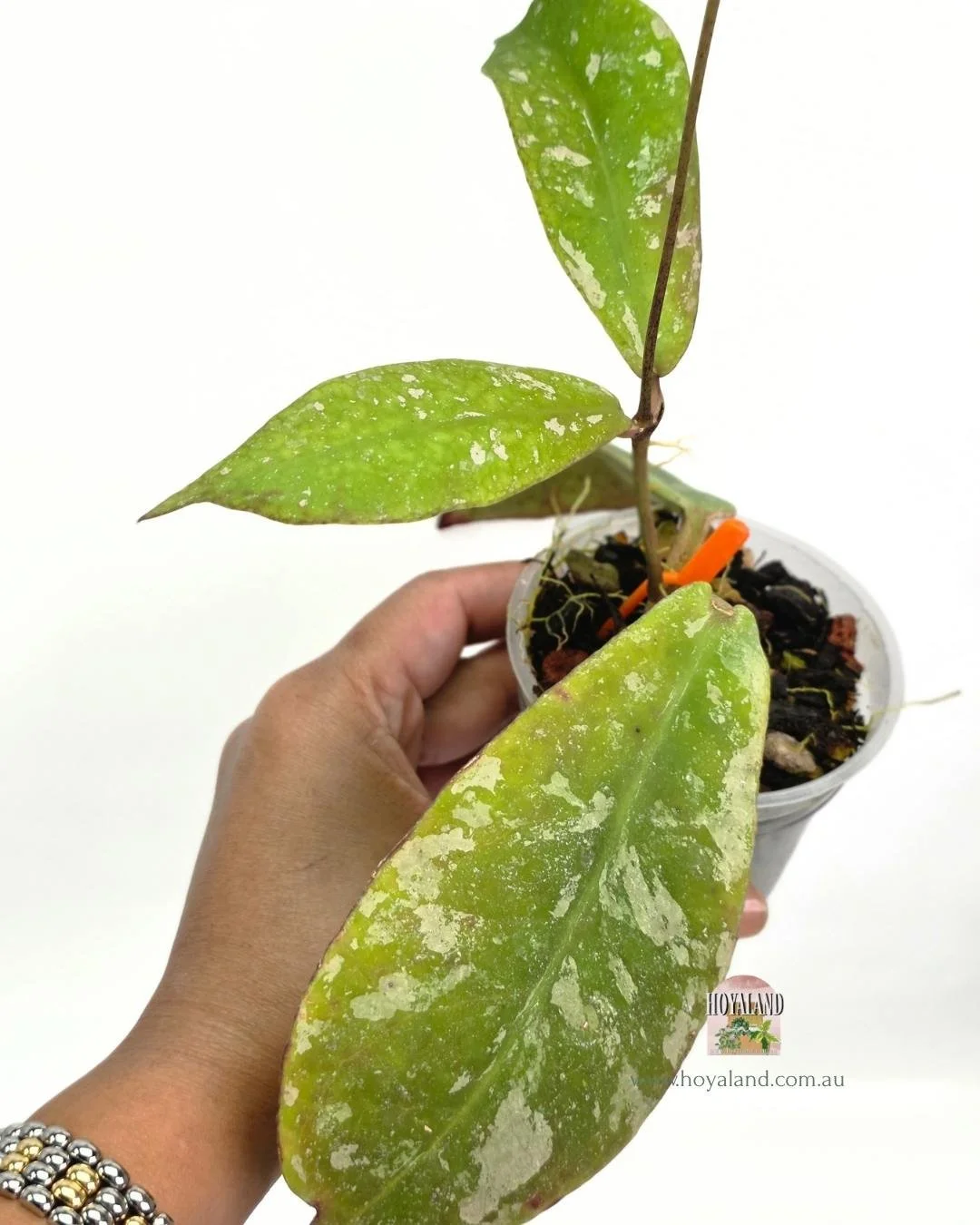 Hoya mitrata splash (3).jpg